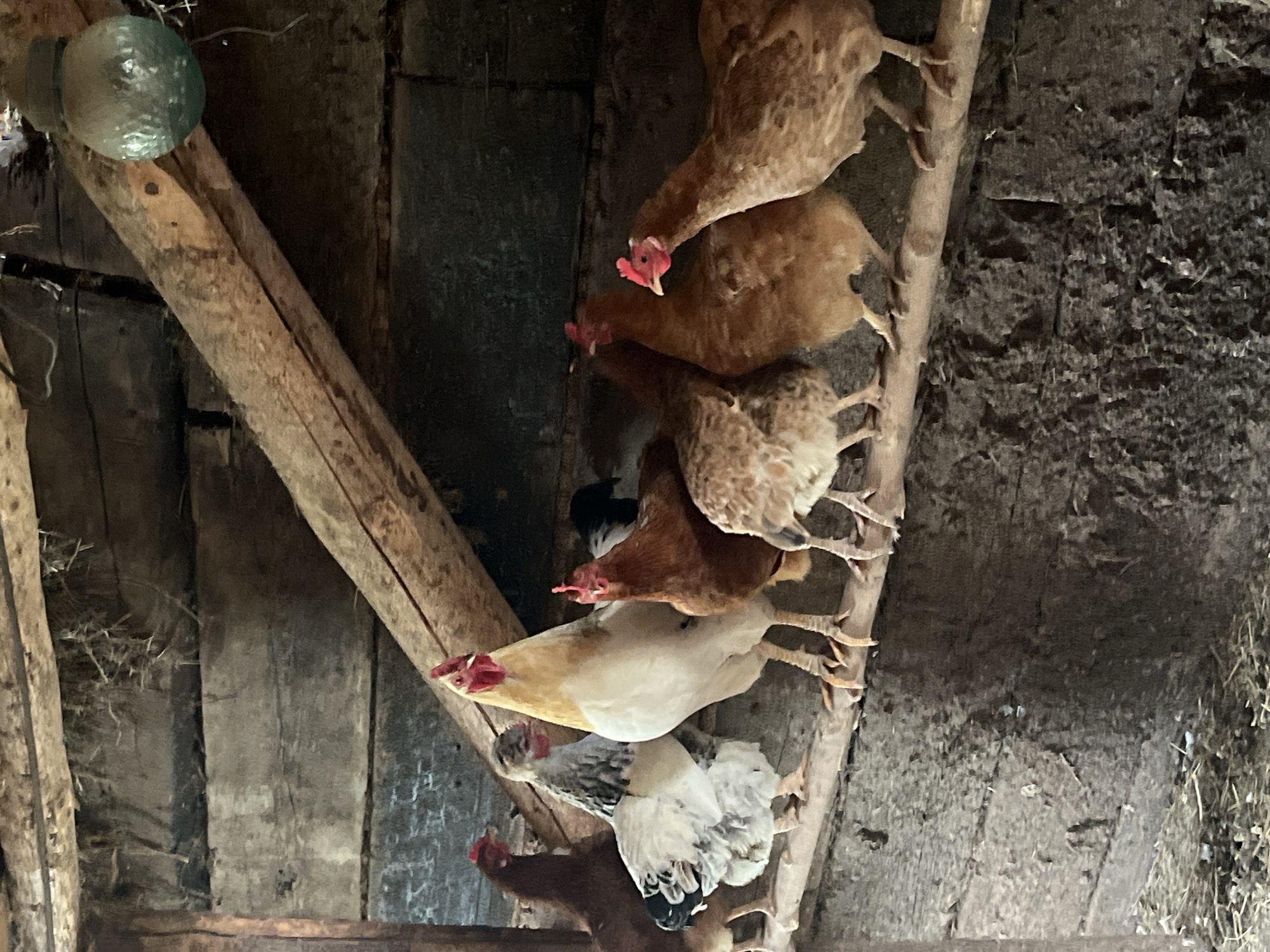 A group of chickens, including a rooster with a yellow and white body, is perched on a wooden beam inside a rustic coop in Большой Гондыр, Russia. The coop's walls are made of rough, weathered wooden planks, and a diagonal wooden support beam runs across the upper right portion of the frame. A circular, green glass light fixture hangs from the ceiling. The chickens are of various breeds and colors, with some being brown and others white with black markings. The lighting suggests it is daytime, possibly late afternoon, casting shadows within the coop. The ground is covered with straw and debris.