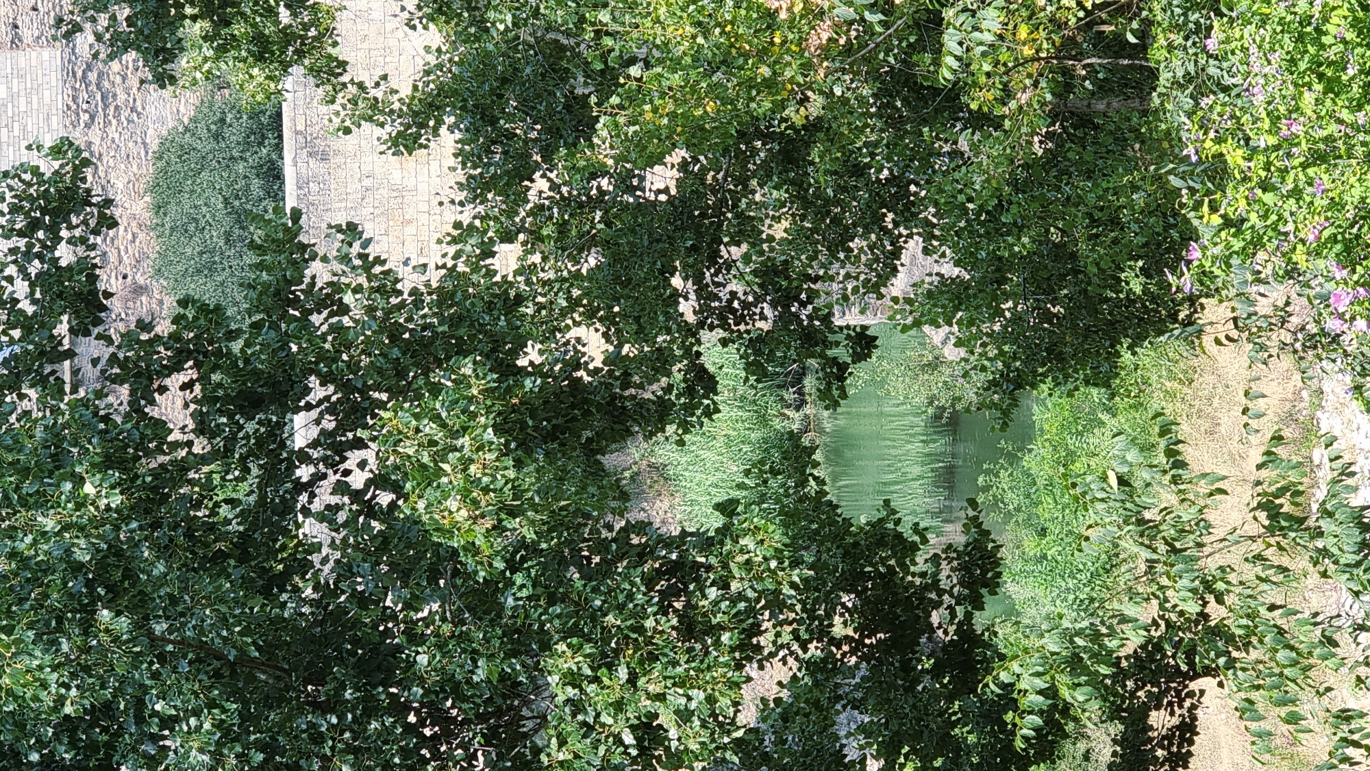 The image captures a view through dense green foliage, revealing a serene natural scene beyond. In the mid-ground, a body of tranquil water, likely a river or pond, reflects the sunlight and is bordered by tall reeds. Further in the distance, an ancient stone wall, characteristic of medieval architecture, forms a historical backdrop. The scene appears to be located in Besalú, Spain, a town renowned for its well-preserved medieval heritage. The foreground and edges of the image are dominated by the lush green leaves and branches of trees, framing the view of the water and the historic wall. The overall impression is one of natural beauty juxtaposed with historical architecture.