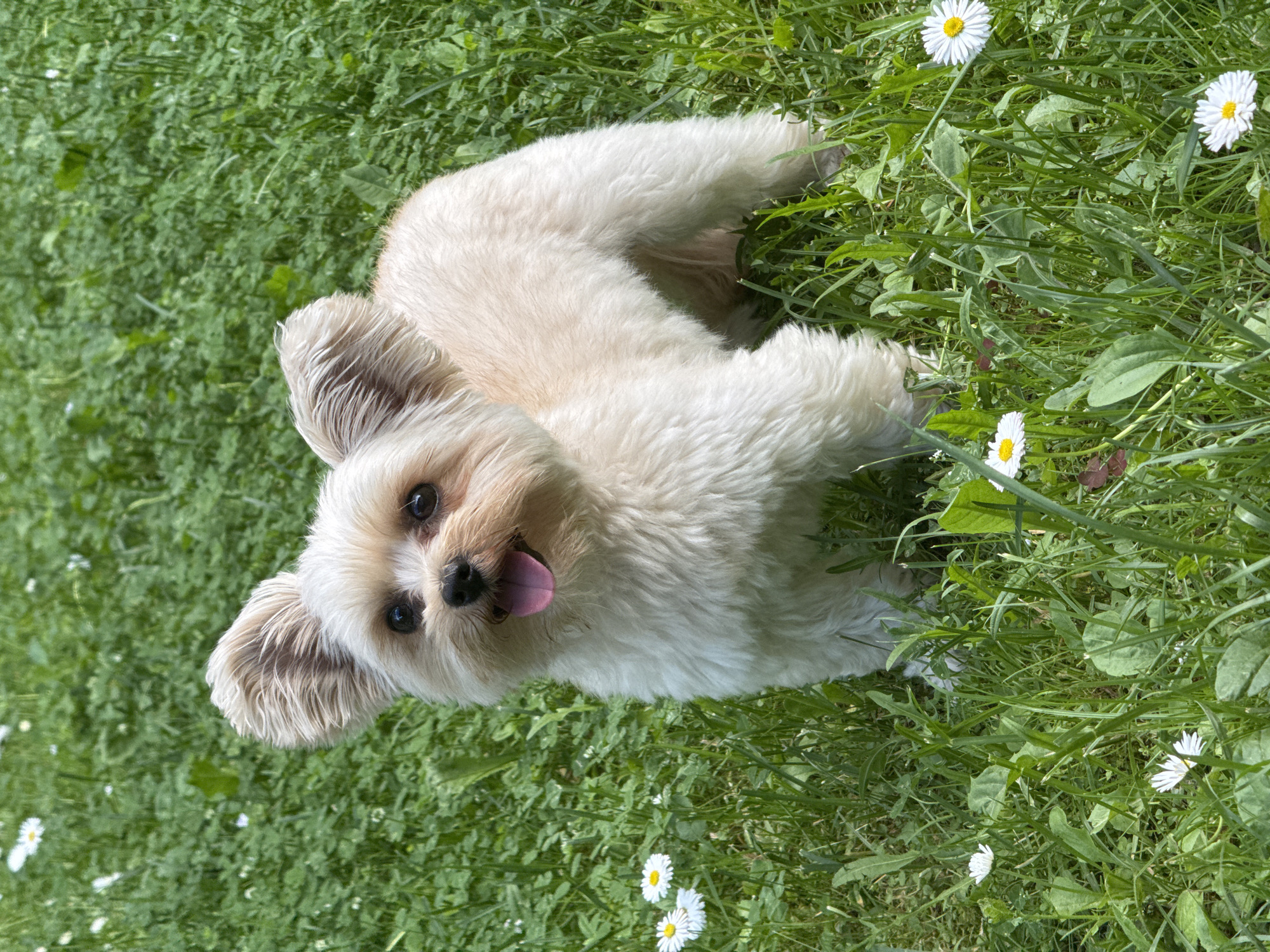 A light-colored, fluffy dog with upright ears and a pink tongue hanging out stands in a grassy field dotted with white daisies. The dog is facing the viewer with its head slightly tilted. The background is a blur of green grass with more small white flowers. No specific location in Козино, Russia is identifiable from the image.