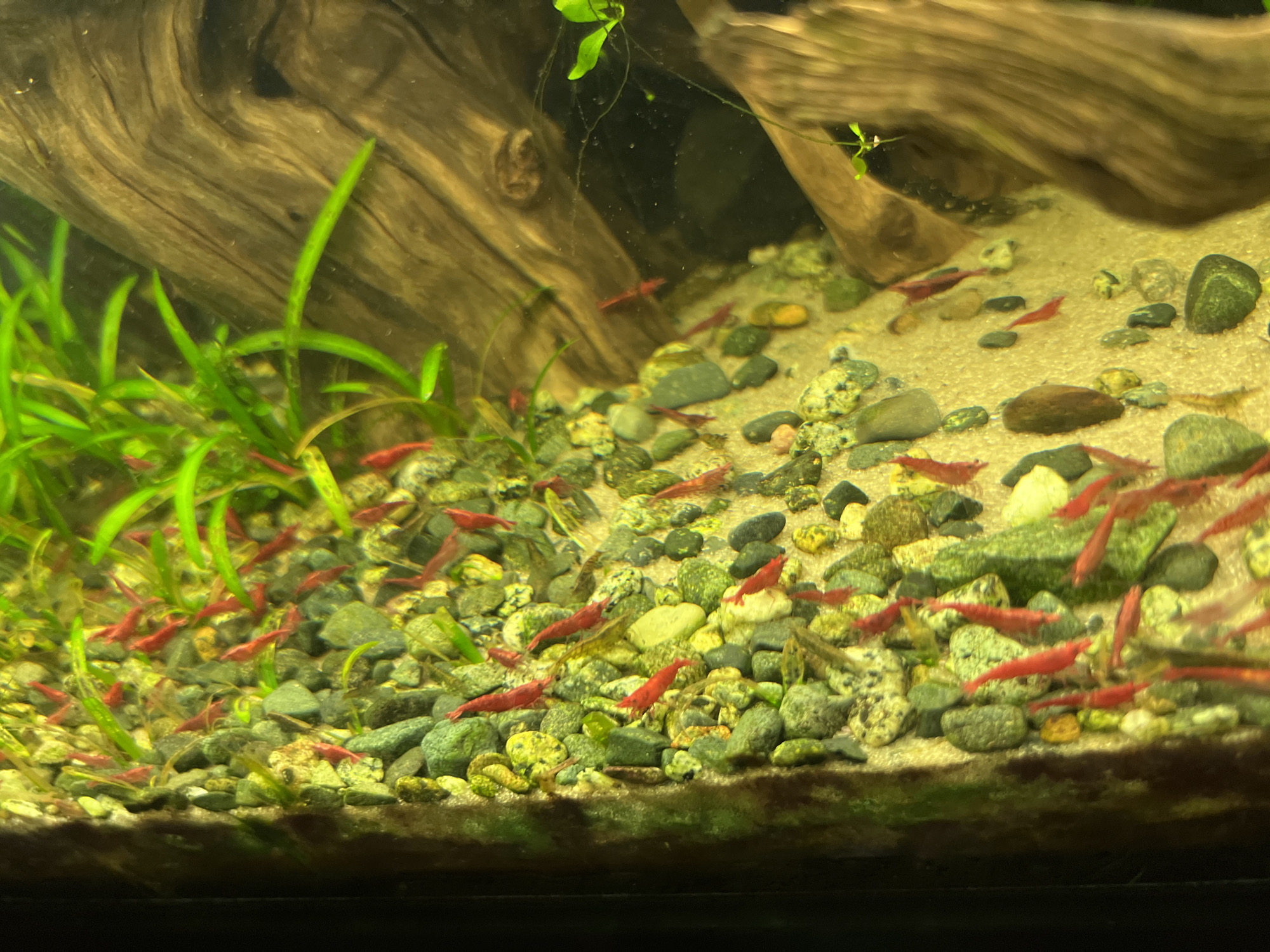 This is a close-up, eye-level, vertical shot of a densely populated aquarium. The substrate is a mix of sand and small, multi-colored pebbles. Numerous small, bright red shrimp are scattered throughout the foreground and midground, actively moving amongst the pebbles and aquatic plants. The background features large pieces of driftwood and submerged aquatic vegetation with long, green leaves. The lighting appears to be artificial and focused on illuminating the aquarium's inhabitants. There is no information available about the location in Surrey, Canada.
