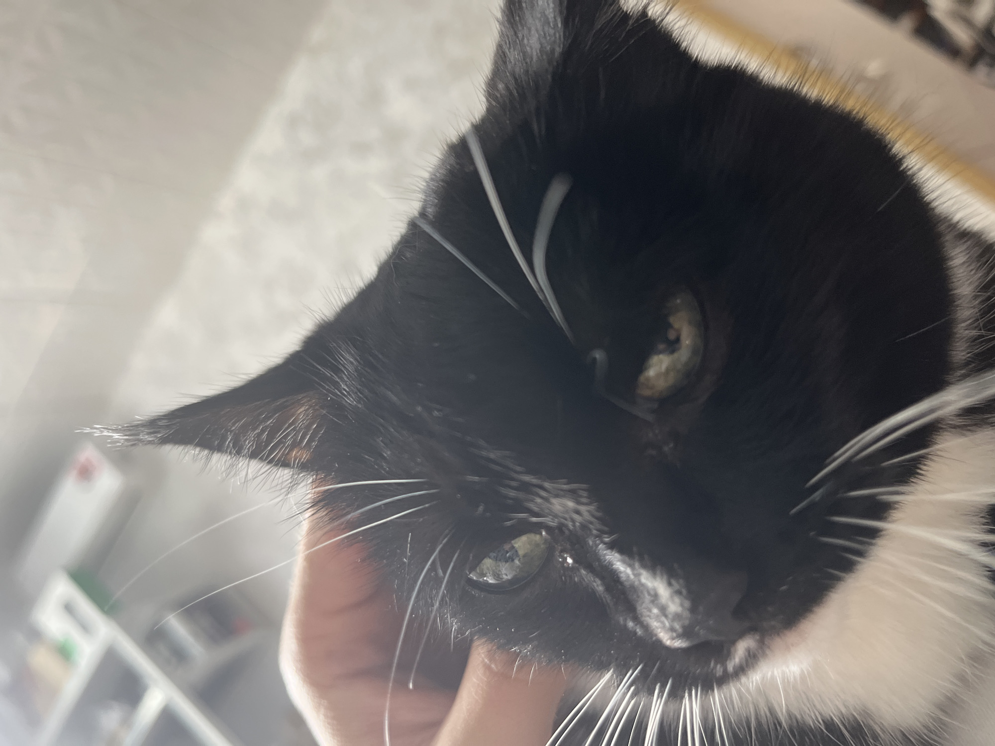A close-up, eye-level shot focuses on the head of a black and white cat held by a person's hand. The cat's face is dominant, with its left eye clearly visible, appearing slightly wet and reflective. Its whiskers, some of which are long and white, fan out around its nose and eyes. The background is softly blurred, showing hints of indoor shelving units and a textured wall. The lighting is natural, suggesting an indoor setting during the day. There is no indication of the city of Moscow, Russia, or any specific location.