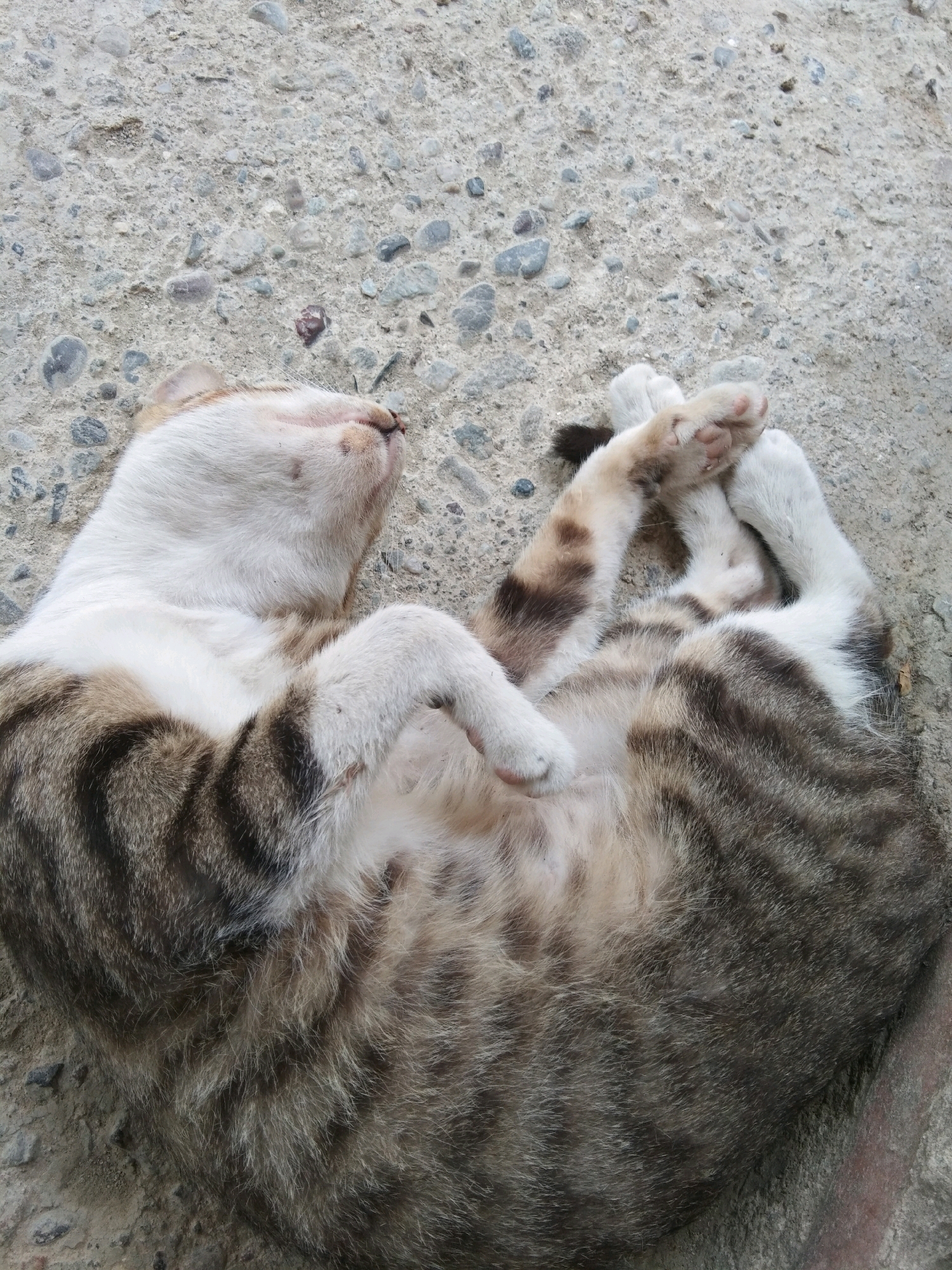 A tabby cat is sleeping on its back on a rough concrete surface with small pebbles embedded in it. The cat has white fur on its chest and face, and brown and gray stripes on its back and tail. Its paws are tucked up around its head, and its eyes are closed. The cat appears relaxed and comfortable. The scene is set in Karangsambung, Indonesia, on an outdoor concrete surface.