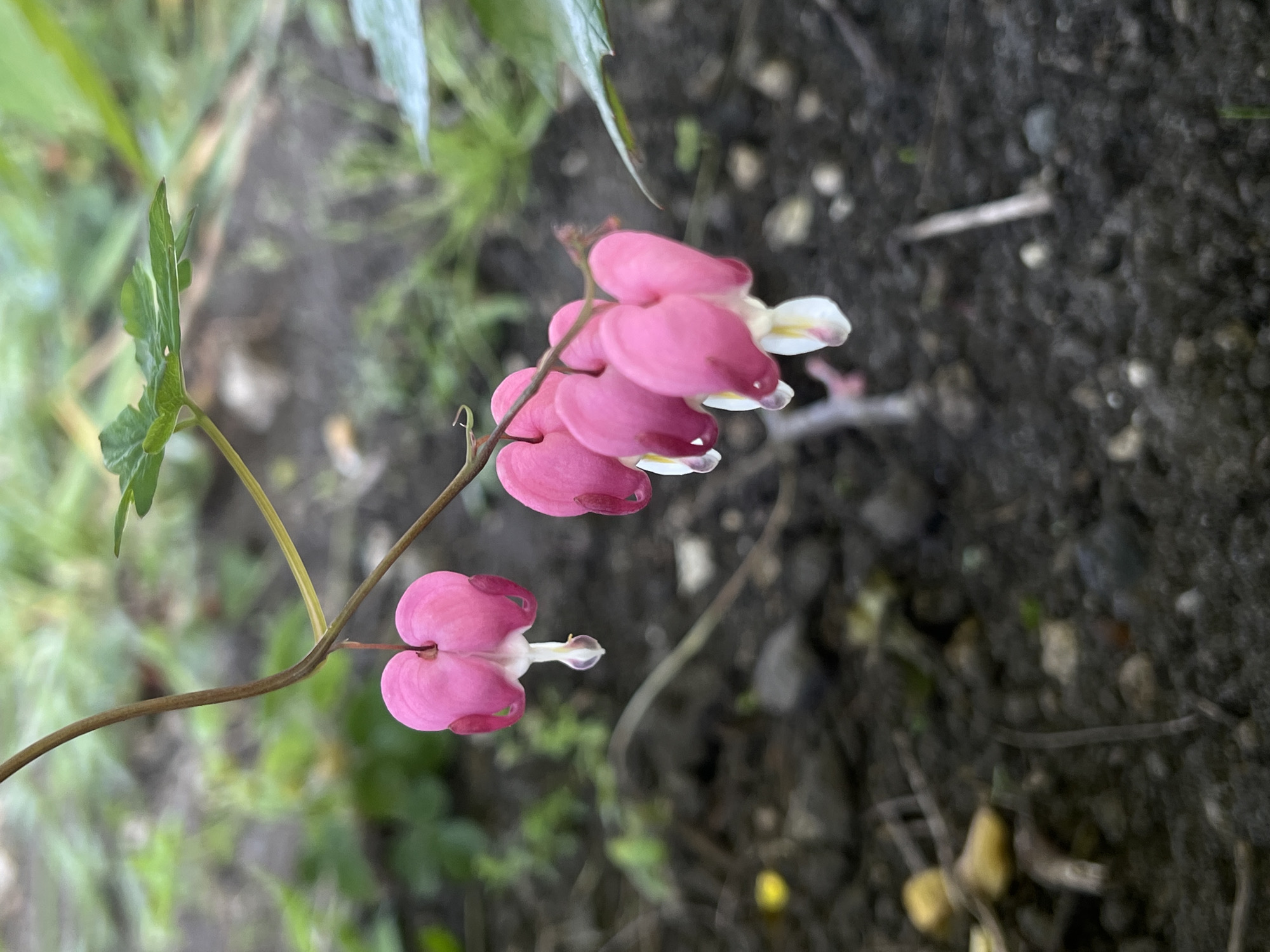 A close-up, eye-level shot captures a cluster of pink bleeding heart flowers hanging from a thin stem. The flowers, shaped like hearts with white tear-drop-like tips, are the primary focus, with a shallow depth of field blurring the background. The background consists of dark, rich soil with scattered small stones and twigs. In the upper portion of the image, a green leaf is visible, along with a hint of out-of-focus green foliage, suggesting an outdoor garden setting in the city of Vertelka, Ukraine. The lighting appears soft, likely overcast or early morning/late afternoon. There are no people or animals present in the scene.