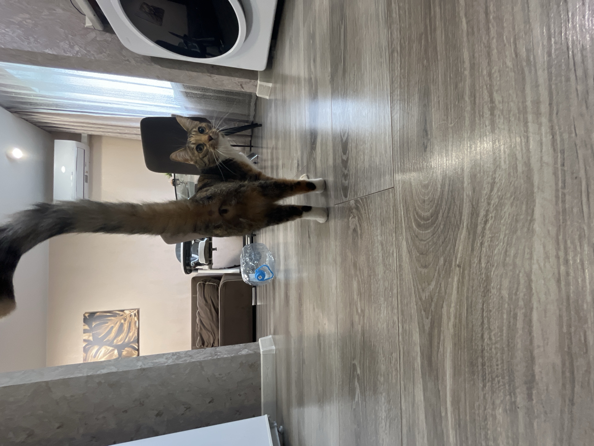 A long-haired cat with brown and black fur stands on a wooden floor, looking at the camera with wide, curious eyes. Its tail is extended behind it, and its white paws are visible. In the background, a washing machine and a chair are present. A plastic bottle with a blue cap lies on the floor near the cat. The scene appears to be indoors, possibly a living room or laundry area, with the lighting suggesting it is daytime. The overall mood is casual and domestic. The location is identified as Nizhny Novgorod, Russia.