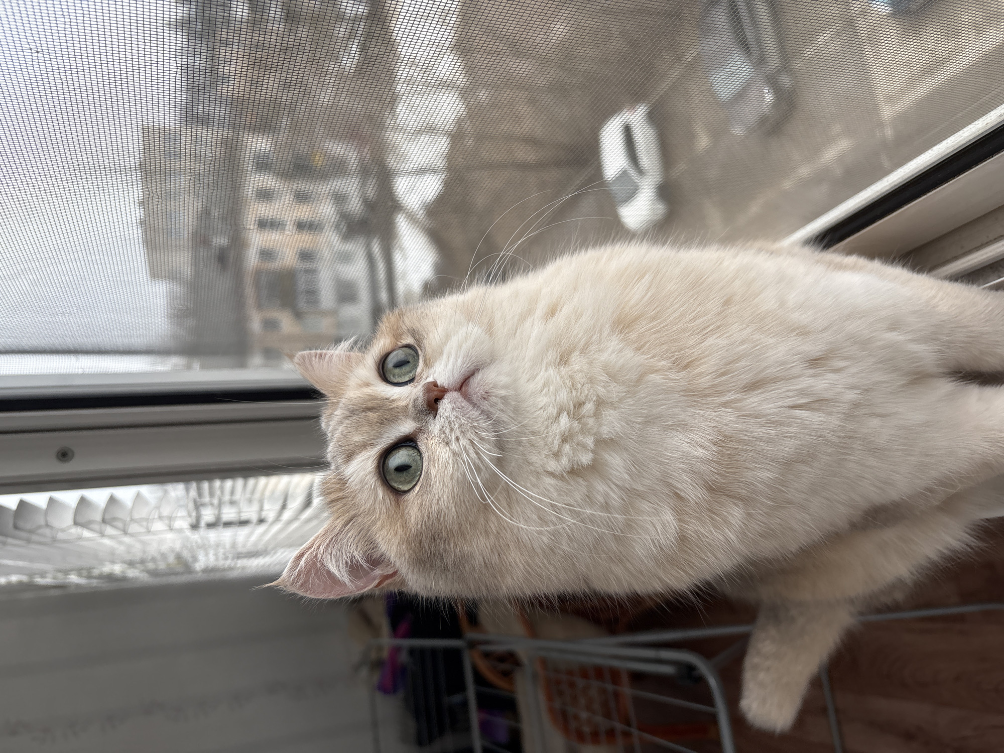 A tan cat is lying on a surface next to a window covered in a wire mesh screen. The cat is facing upwards toward the camera. The window is above what appears to be the top of a metal wire pet carrier. The outside view through the window reveals buildings and a white car. The location appears to be Chaikovsky, Russia.