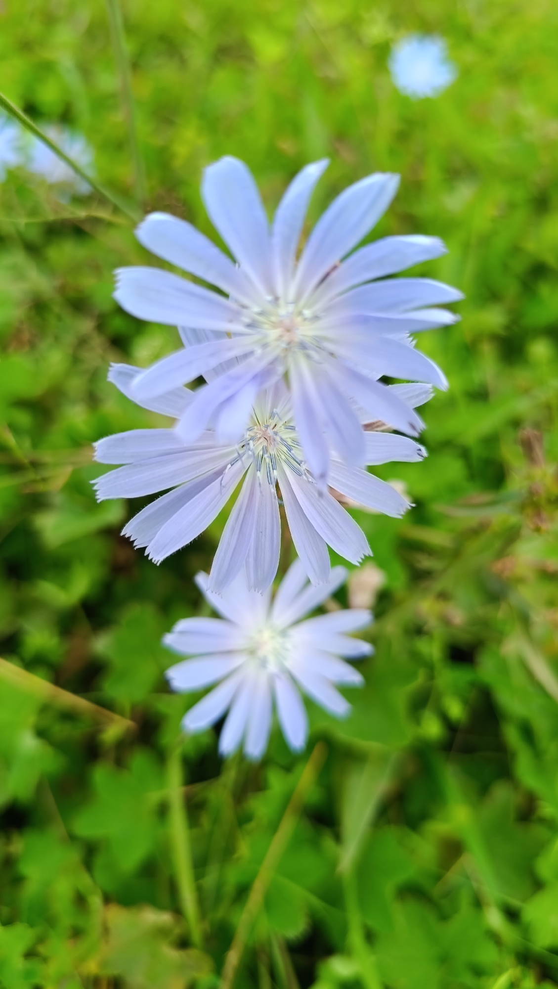 The image displays a close-up, vertical shot of several light blue chicory flowers against a blurred green background of grass and foliage. The flowers are arranged in a staggered manner from top to bottom, with the topmost flower being the largest and most in focus, followed by a slightly smaller one below it, and a third, even smaller and more blurred flower at the bottom. The petals of the flowers are delicate and serrated at the tips. The lighting appears natural, suggesting an outdoor setting during daylight. The image does not contain any people or specific identifiable structures, and there is no indication of the city of Karsha, Russia.