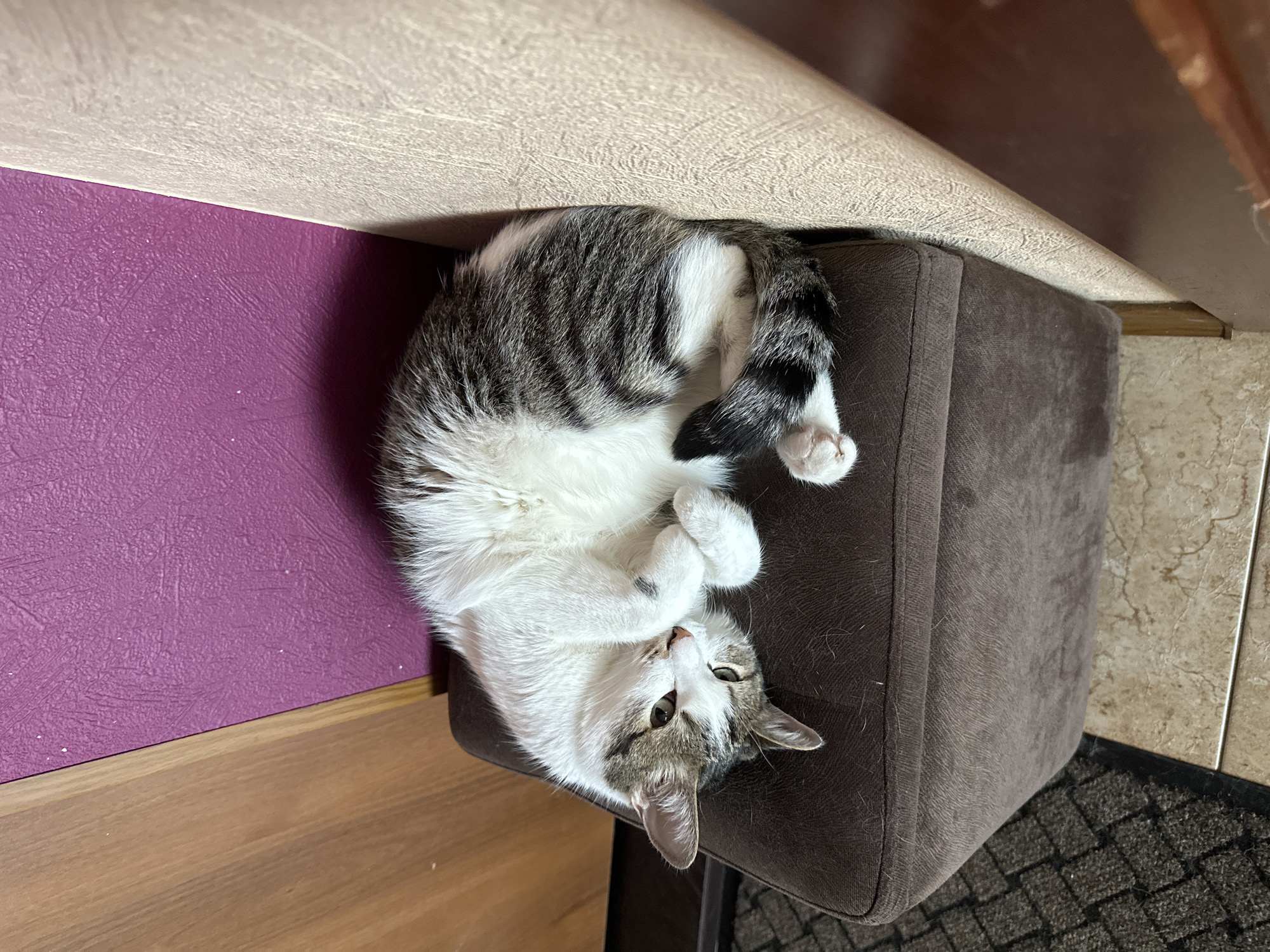 A cat lies upside down on a brown ottoman. The cat has white fur on its underside and face, with grey and black tabby markings on its back and tail. The ottoman is situated between a purple wall and a wooden floor. A patterned doormat sits on a tiled floor adjacent to the ottoman. The location is not evident in the image. It is impossible to verify it is in Krasnoyarsk, Russia.