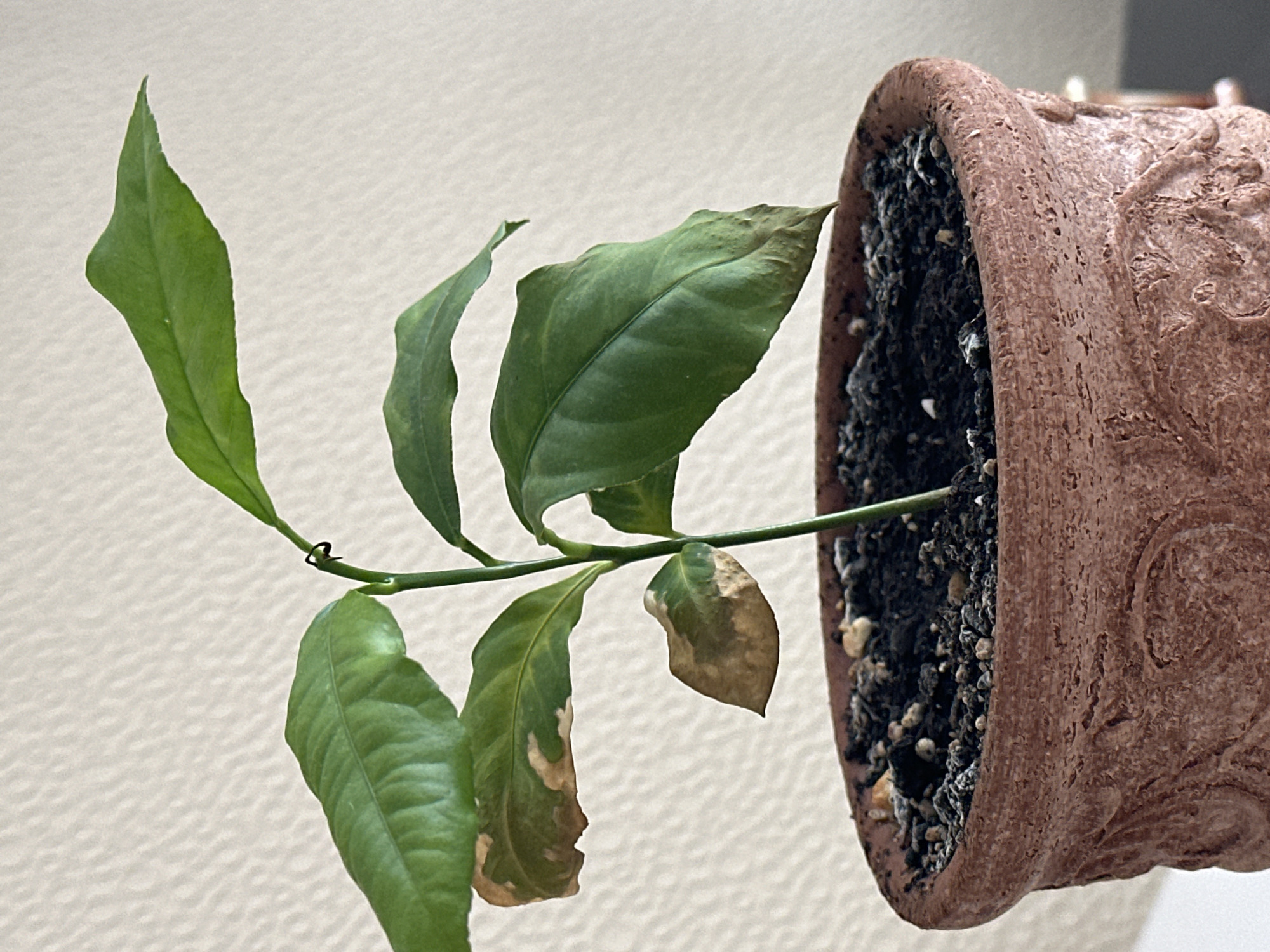 A potted plant with green leaves, some of which are browning at the edges, sits in a terracotta pot. The pot has an embossed decorative pattern and is filled with dark soil and small pebbles. The background is a textured, light-colored wall. The image does not provide any information about the city of Nevinnomyssk, Russia.