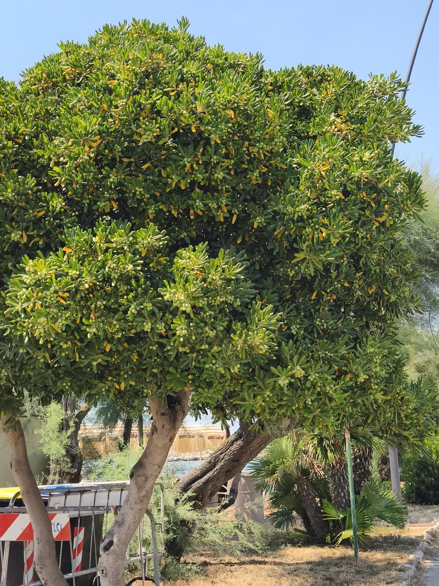 This image captures a sun-drenched outdoor scene, likely in Livorno, Italy, featuring a mature, lush green tree with numerous small, light green fruits and some yellowing leaves. The tree's thick, textured trunk is visible, as are its sturdy branches. In the foreground, there's a portion of a barrier or fence with red and white reflective markings, alongside a yellow object, possibly a bin or container. Behind the main tree, smaller palm trees and other greenery are present. In the background, a body of water, likely the sea, is visible, with structures that suggest a coastal setting, possibly part of a marina or harbor. The sky is clear and blue. There are no people visible in the frame. The overall impression is of a vibrant, sunlit day in a Mediterranean environment.