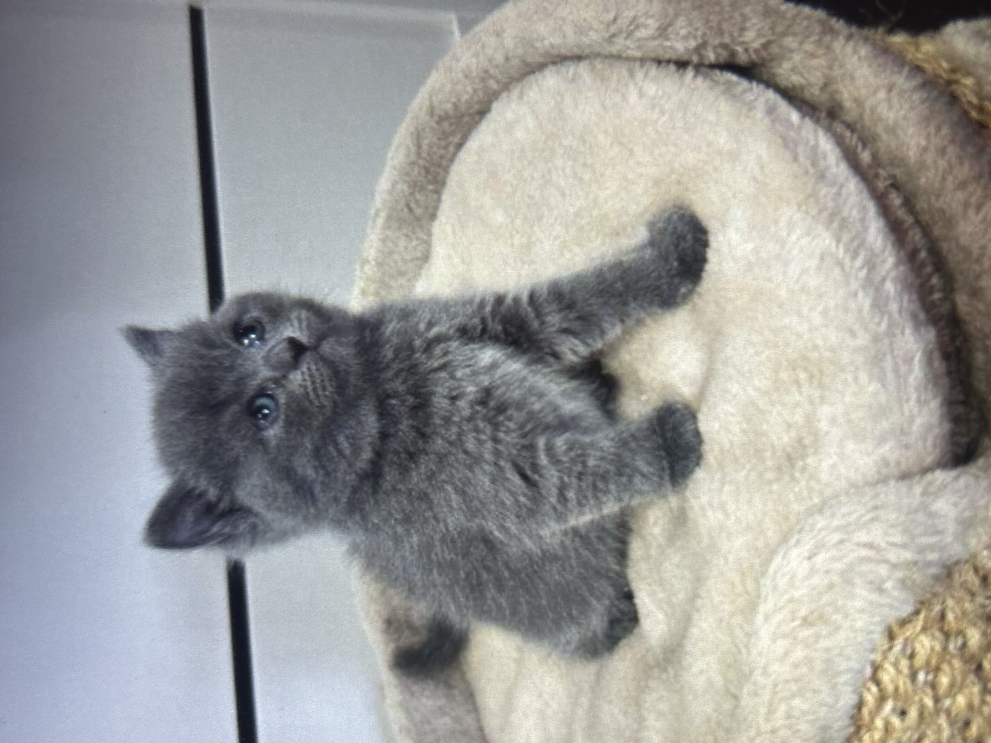 A grey kitten with blue eyes is sitting on a plush, beige pet bed. The kitten is facing to the right of the frame and looking slightly upwards. The background is blurred and appears to be a wall with horizontal lines, possibly a shelf or furniture. The overall scene is indoors and domestic.