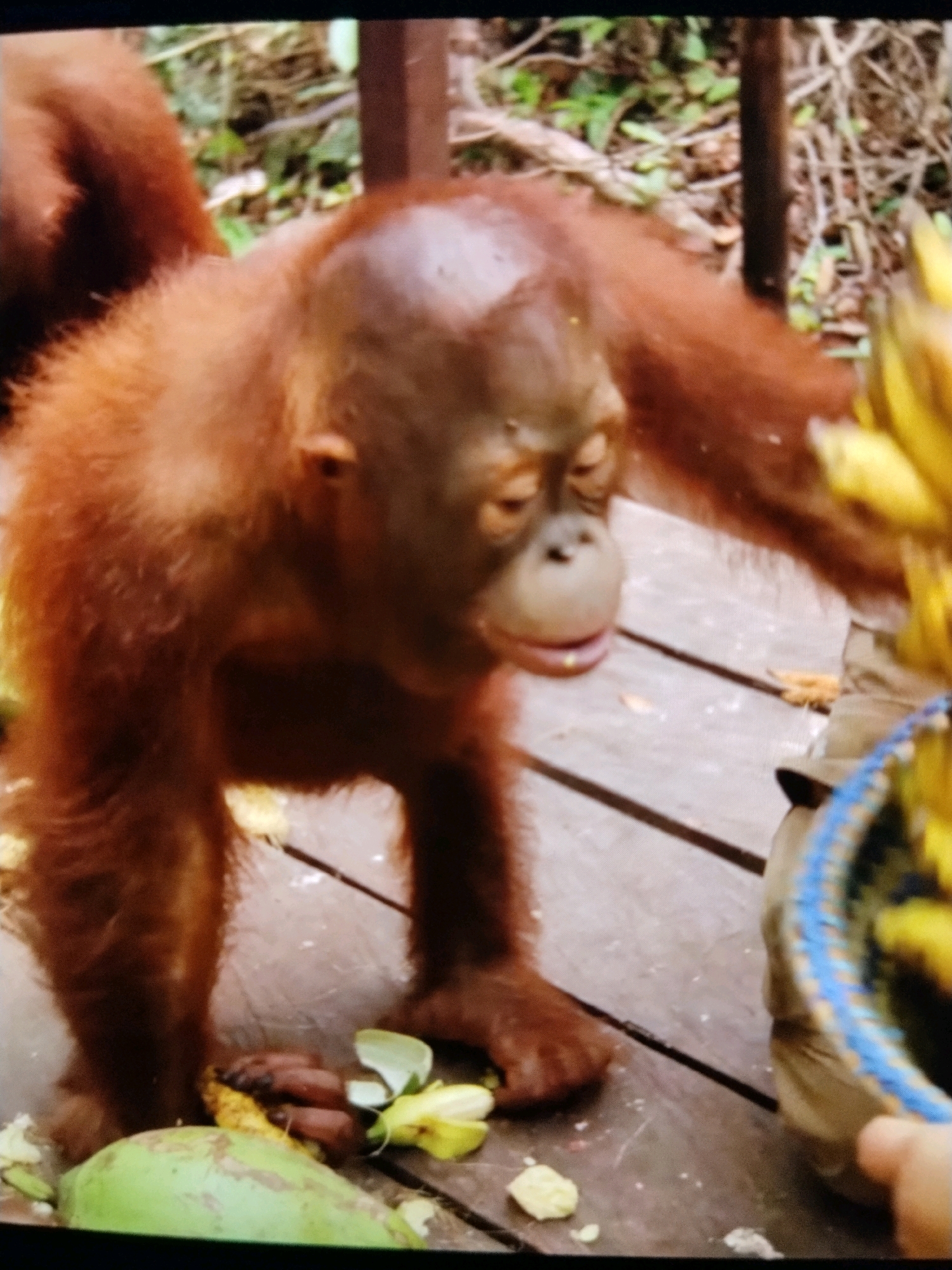 The image depicts a young orangutan standing on a wooden deck in a naturalistic setting that is characteristic of a wildlife sanctuary or rehabilitation center, possibly located in or around Korleko Selatan, Indonesia. The orangutan, with its reddish-brown fur and distinctive facial features, is the primary subject. It appears to be looking downwards, possibly at food placed on the deck or in a woven basket beside it. The basket, partially visible on the right, contains yellow, banana-like fruits. Scattered on the wooden planks are pieces of fruit and what appears to be a large, green, elongated object, possibly a coconut or a similar fruit. In the background, lush green foliage and a wooden structure are visible, suggesting a jungle or forest environment. The lighting indicates it is daytime. There are no humans directly interacting with the orangutan in this frame, though the presence of a basket and prepared food suggests human care.