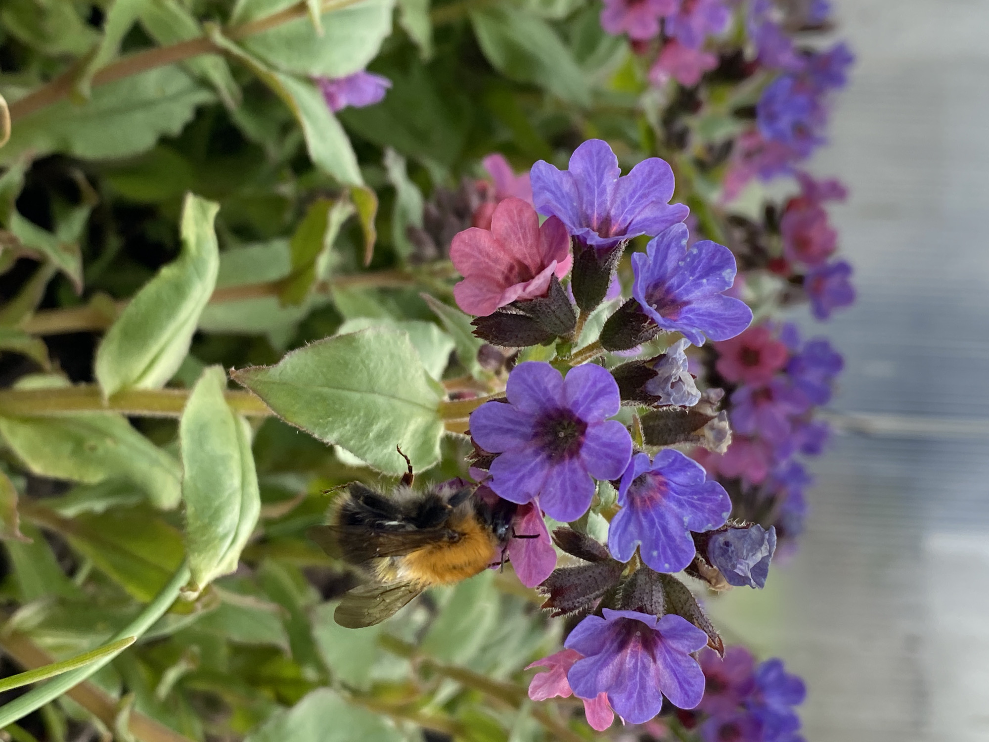 This close-up, horizontally oriented photograph captures a vibrant cluster of flowering plants, likely Lungwort (Pulmonaria), with a bumblebee actively foraging. The small, bell-shaped flowers display a beautiful range of colors, transitioning from softer pinks in newer blooms to vivid purples and blues in more mature blossoms. They are densely arranged on a stem, with visible green, somewhat textured leaves framing the floral display on the left side of the image.
In the foreground, a fuzzy bumblebee, characterized by its black and yellow-orange striped body and delicate transparent wings, is perched on a pink flower. Its head is deep within the blossom, indicating it is actively collecting nectar or pollen. The bee is a key focal point, engaged in the natural process of pollination.
The scene is bathed in bright, natural daylight, suggesting it is daytime. The background is softly blurred, providing a gentle contrast to the sharp details of the flowers and the bee. Out-of-focus green foliage is visible on the left, hinting at a lush environment. The right side of the background is an indistinct, lighter blur, possibly a distant structure or fence. No visible text is present in the image. The photograph captures a tranquil and industrious moment in nature, set in Фоки, Russia.