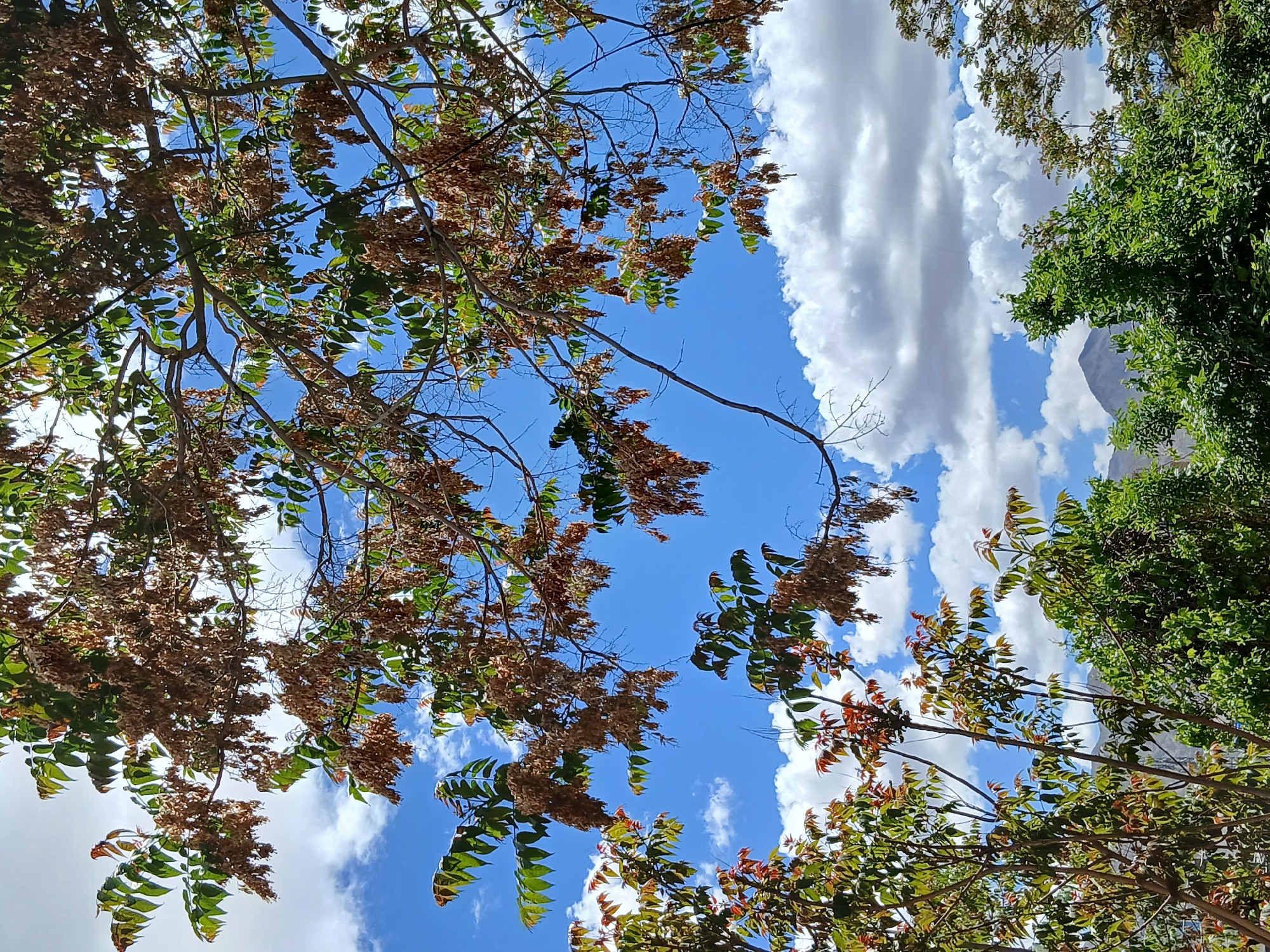 The image shows a view looking up through tree branches towards a blue sky with white clouds. The tree branches are laden with green and brown leaves. A glimpse of a mountain can be seen through the trees, and the location is in Quetta City Tehsil, Pakistan.