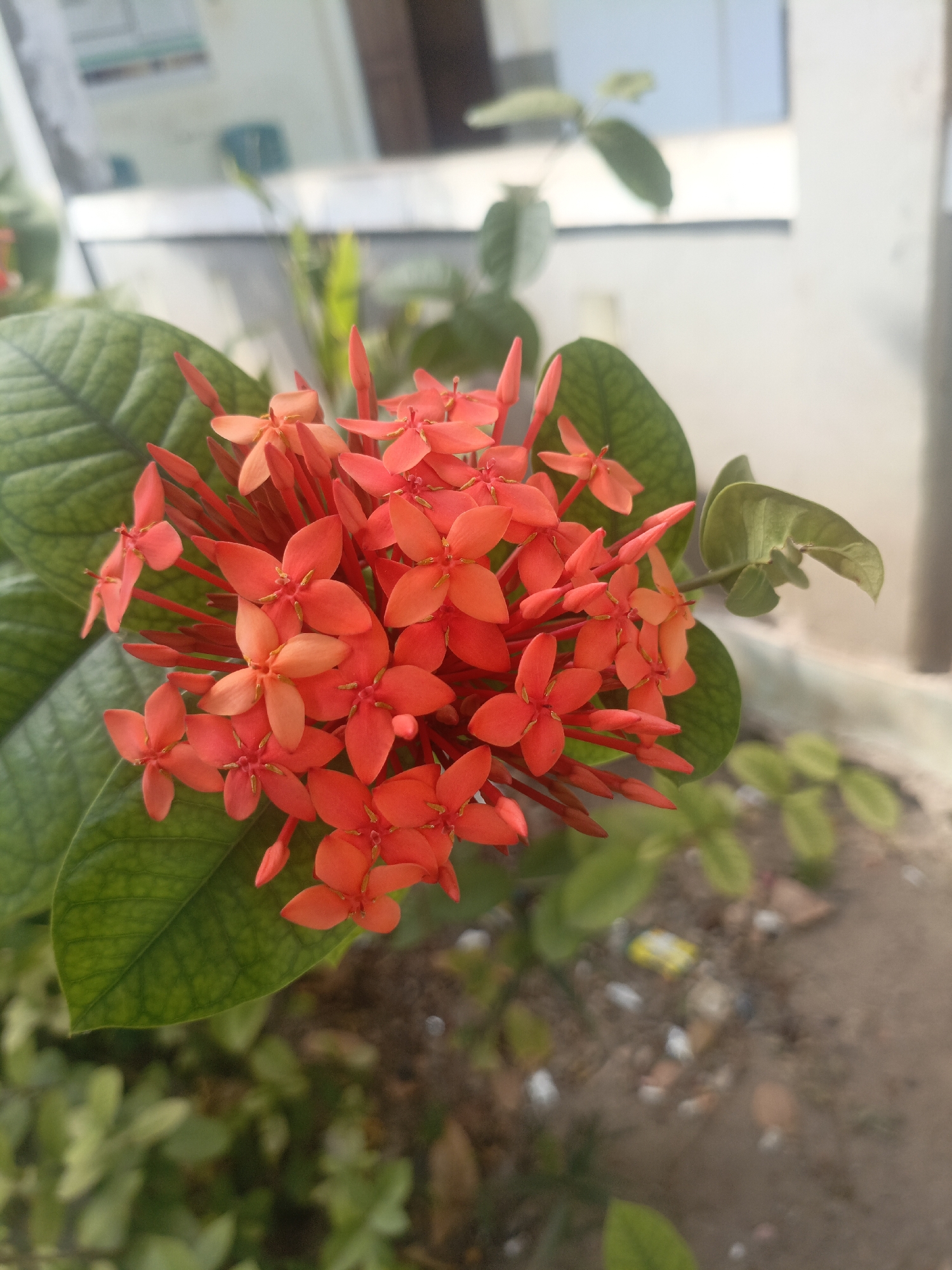 A close-up, eye-level, vertical shot captures a cluster of bright orange Ixora flowers, also known as "Bunga Sepatu" in Indonesia. The flowers are in full bloom, with numerous small, star-shaped petals forming a dense inflorescence. Lush, green leaves, characteristic of the Ixora plant, surround the blossoms, some with prominent veins. The background is softly blurred, showing a muted outdoor environment. In the upper portion of the frame, a light-colored wall with a window or opening is visible. The lower portion of the background consists of sandy, earthy ground with scattered pebbles and a few small green plants. The overall lighting suggests a bright day, likely in Solor Barat, Indonesia, a region known for its tropical flora.