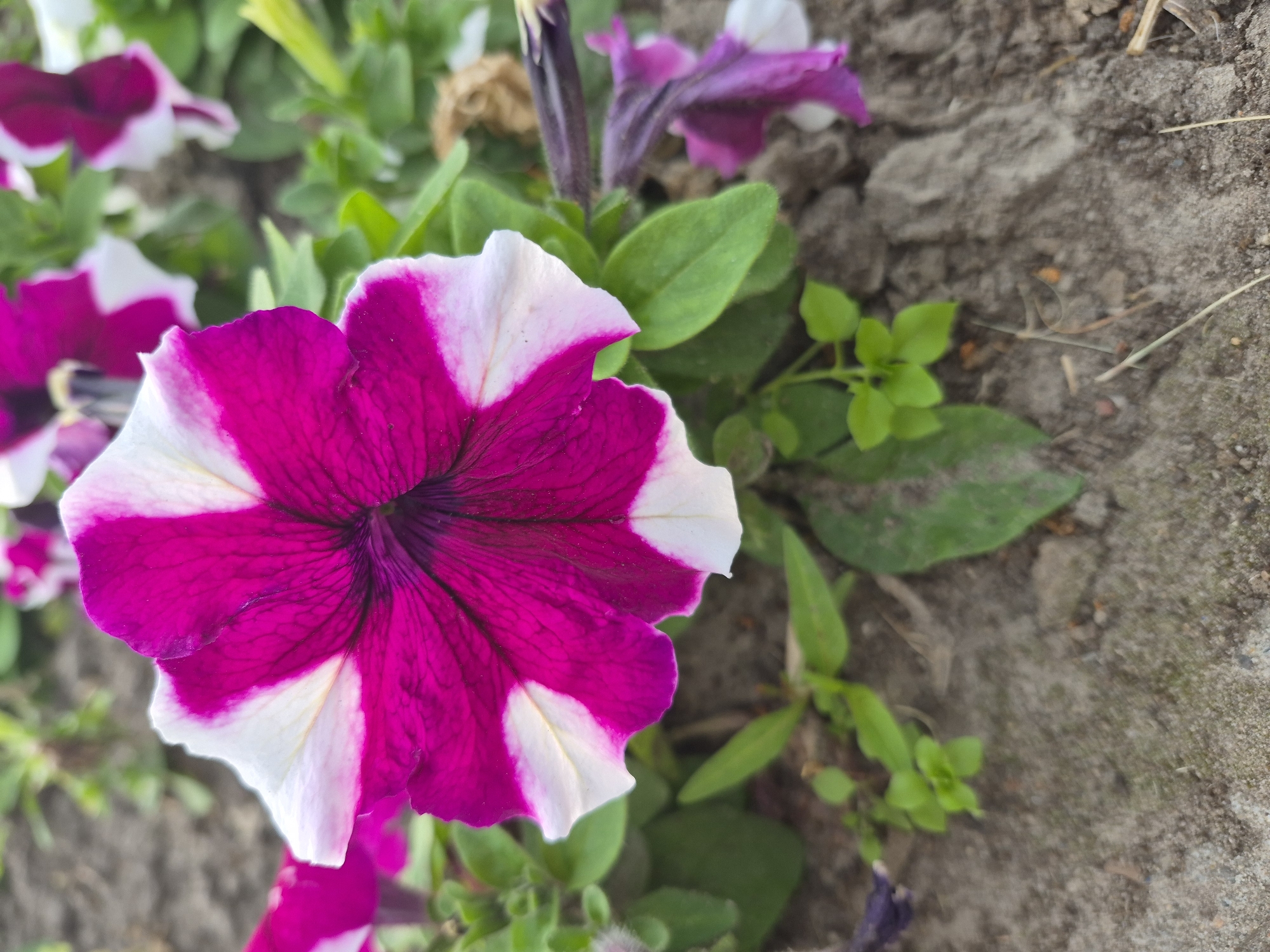 A close-up, eye-level shot focuses on a vibrant petunia flower with striking magenta and white patterns. The flower is centered in the frame, with its petals unfurling outwards. The textured ground, composed of dark soil and small pebbles, forms the foreground. Green leaves and stems surround the flower, creating a naturalistic setting. In the background, other blurred petunias, some with similar magenta and white coloring, are visible, suggesting a garden or flower bed. The scene is captured outdoors during daylight. The location is identified as the city of Nyagan, Russia. No people are present in the image, and no actions or interactions are depicted. The overall impression is of a close-up study of a single, beautifully patterned flower in its natural environment.