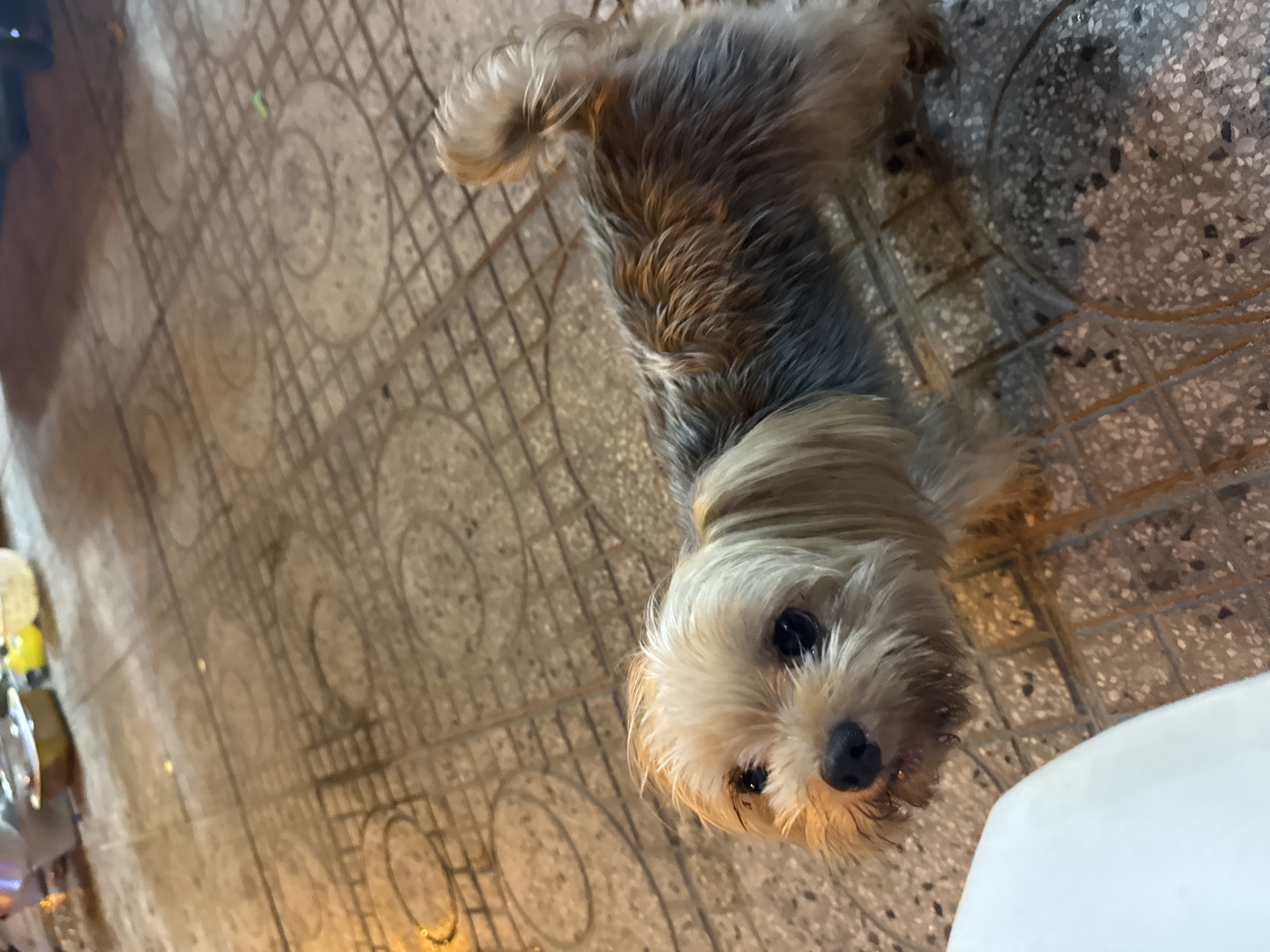 A small, bicolored domestic canine, consistent with a Yorkshire Terrier breed, is positioned centrally on a patterned tiled ground in Bac Nha Trang Ward, Vietnam. The dog displays a light blonde to cream coat on its head and face, transitioning to a mottled grey, brown, and tan coloration across its torso. Its tail is curled upwards and to the left. The dog is looking upwards and slightly to the viewer's right, with its mouth slightly open. The ground is paved with light brown-grey tiles featuring a grid pattern and circular motifs, exhibiting reflections from ambient light. A partial white object, likely a furniture base, is visible in the bottom-left foreground. The blurred background contains various metallic containers and a yellow object on the ground, indicating an outdoor or semi-outdoor urban setting under artificial, warm-toned lighting. No human subjects are visible.