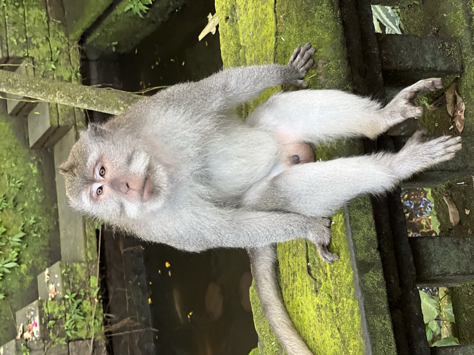 A monkey with light grey fur and a pinkish-brown face is sitting on a moss-covered stone ledge. The monkey is facing towards the left of the frame, with its body turned slightly towards the viewer. Its eyes are open and looking forward. Its arms are resting on its legs, and its legs are hanging down. The monkey's tail is visible on the left side of the frame, curving around the stone ledge. In the background, there is a dark body of water with some yellow and pink petals floating on the surface. Behind the water, there are stone steps covered in moss and green foliage. The scene appears to be in an outdoor environment, possibly a temple or sanctuary, given the presence of offerings on the stone steps. The overall lighting suggests it is daytime. This image was likely taken in the Ubud Monkey Forest in Ubud District, Indonesia, a popular tourist destination known for its wild macaque population.