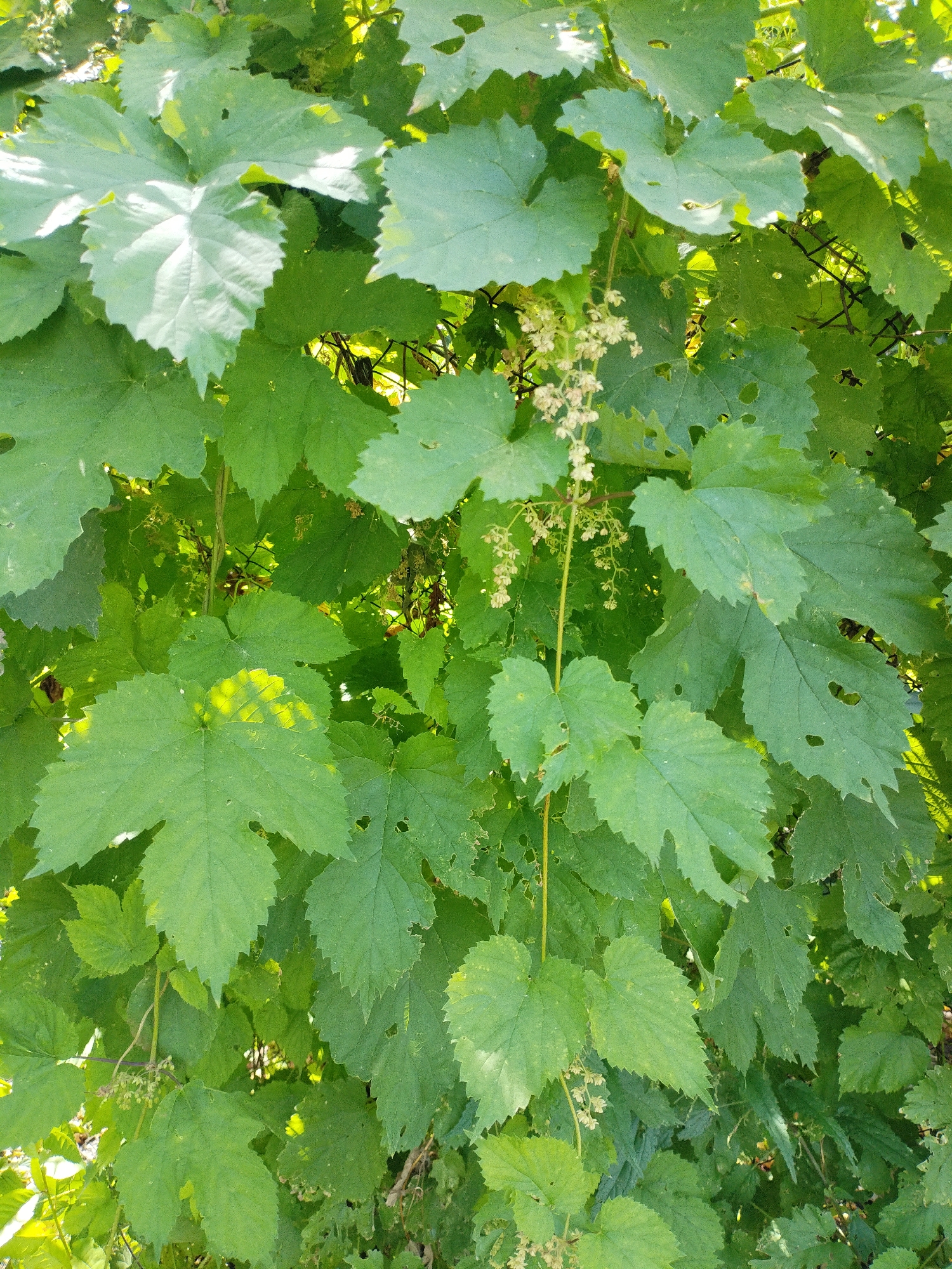 The image is a close-up, full-frame shot of abundant, green foliage, likely from a vine or climbing plant. The leaves are large, with distinctive lobed shapes and serrated edges. Some leaves exhibit damage, such as holes or torn edges. Sunlight filters through the leaves, creating areas of bright illumination and shadow, adding depth and texture to the scene. Small, pale, clustered flowers or seed pods are visible hanging from thin stems within the greenery. The overall impression is one of dense, lush vegetation. There are no people or specific structures visible, only the natural growth. The context of Bialynichy, Belarus, suggests this is an outdoor scene in a temperate climate during the growing season.