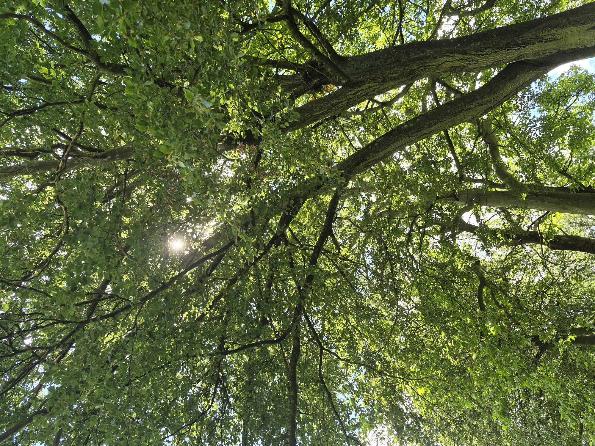 The image shows a low-angle view looking up into the canopy of a large, mature tree with lush green foliage. The sun is shining through the leaves, creating dappled light and highlighting the vibrant green of the leaves. Several branches are visible, some thick and gnarled, others thinner and more delicate. The bark of the tree is textured and appears to have some moss or lichen on it. In the background, parts of other trees and a sliver of blue sky are visible. The scene suggests a peaceful, natural setting, likely a park or garden within Sandwell, United Kingdom, during daylight hours. There are no people or specific actions depicted.