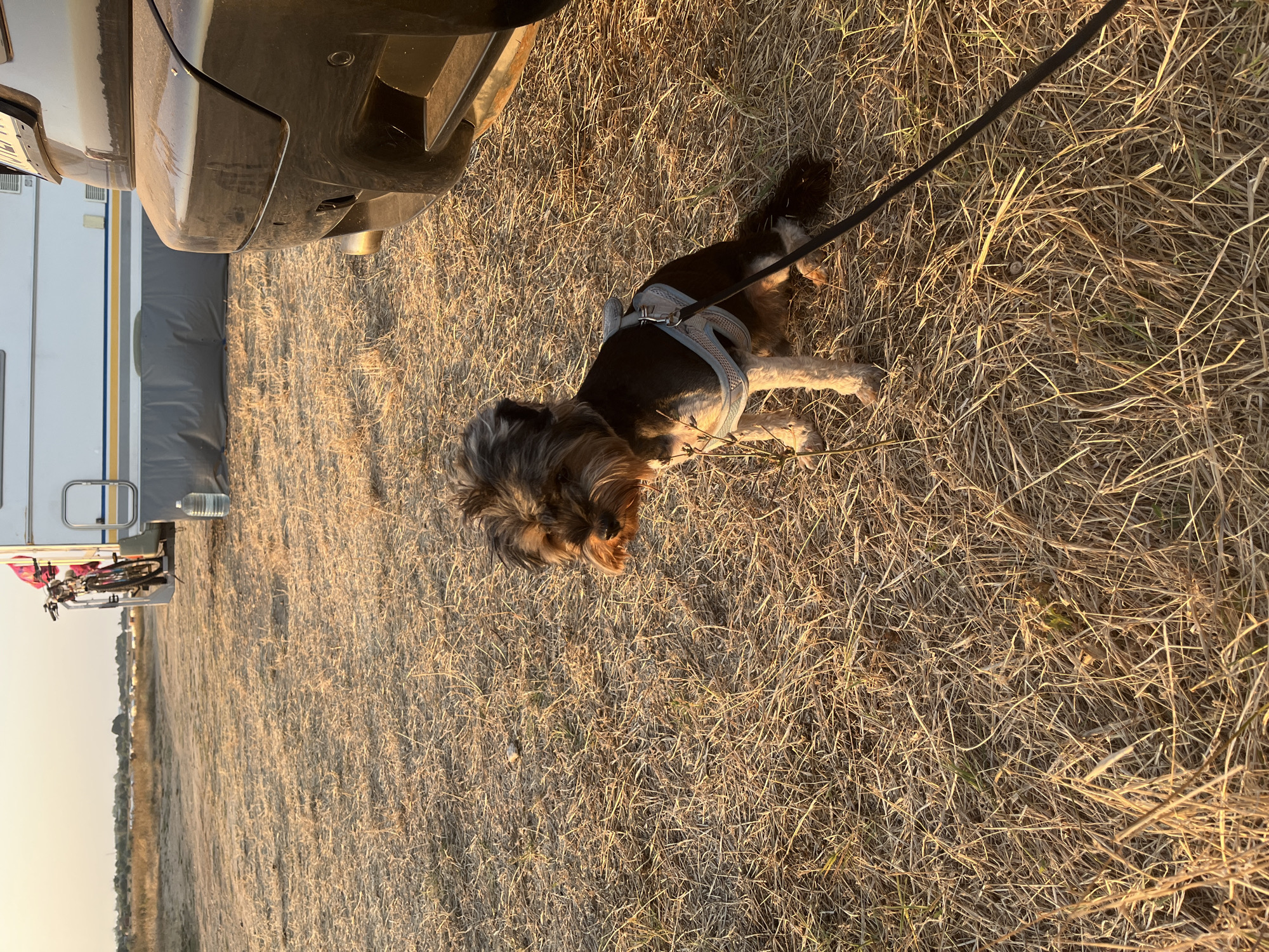 A small, dark-haired dog with tan markings and a light blue harness sits on dry, golden grass. The dog is on a black leash, which extends to the right of the frame. Behind the dog, a dark SUV is partially visible on the right side of the image. In the background, a white camper trailer with blue and yellow stripes is parked, with a bicycle mounted on the back. A large water bottle is placed on the ground near the trailer. The scene appears to be a campsite, likely near Shabla, Bulgaria, given the dry, grassy terrain and the presence of a camper and vehicle. The lighting suggests it is late afternoon or early evening, with the sun casting long shadows.