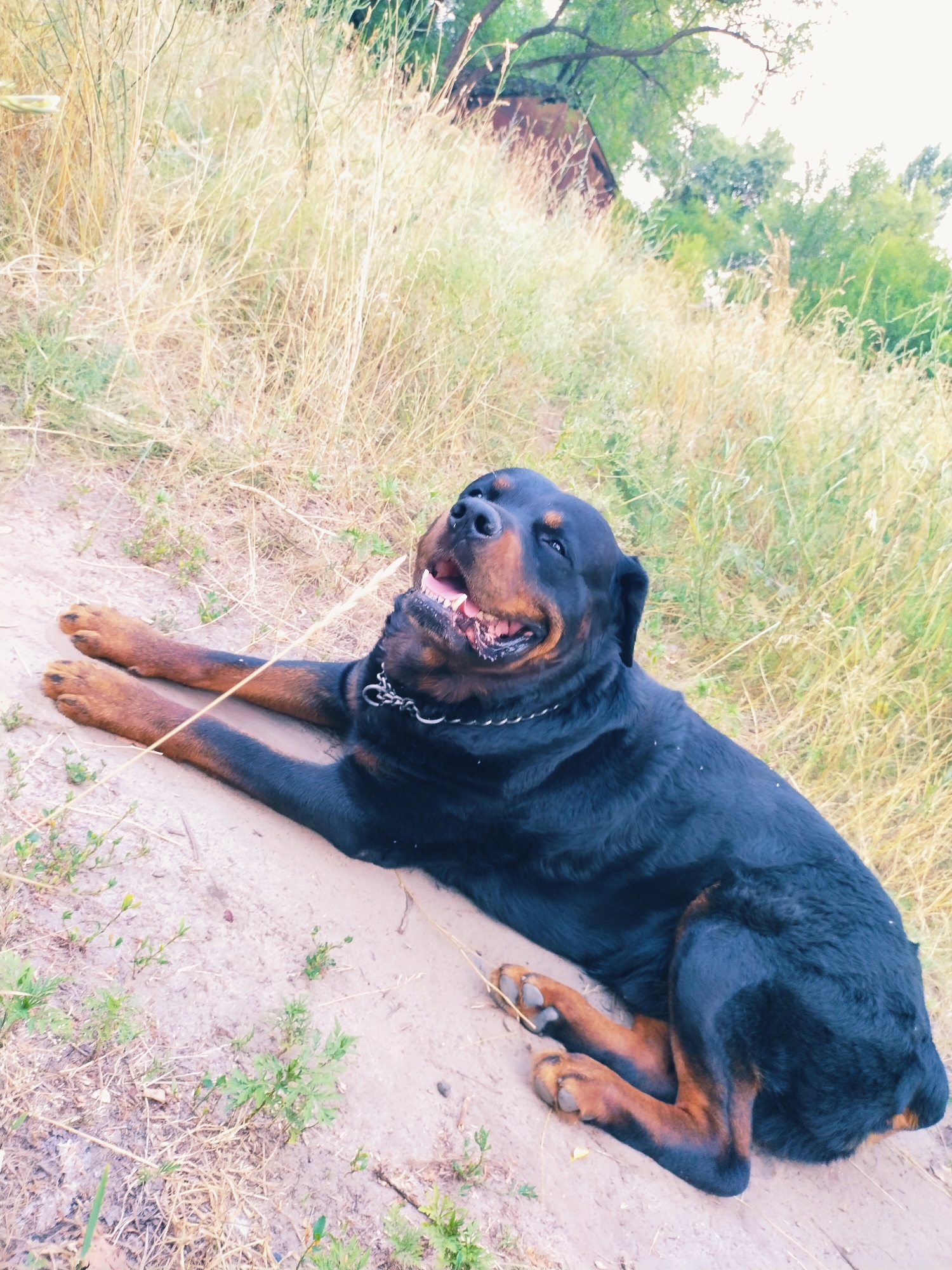 A Rottweiler dog is lying on the ground, on its back with its legs in the air, in an outdoor setting. The dog has a black and brown coat and is wearing a chain collar. The ground is a mixture of dirt and grass. In the background, there is dry grass and trees, with a glimpse of a building structure. The lighting suggests it is daytime. The image appears to be taken in Horishni Plavni, Ukraine.