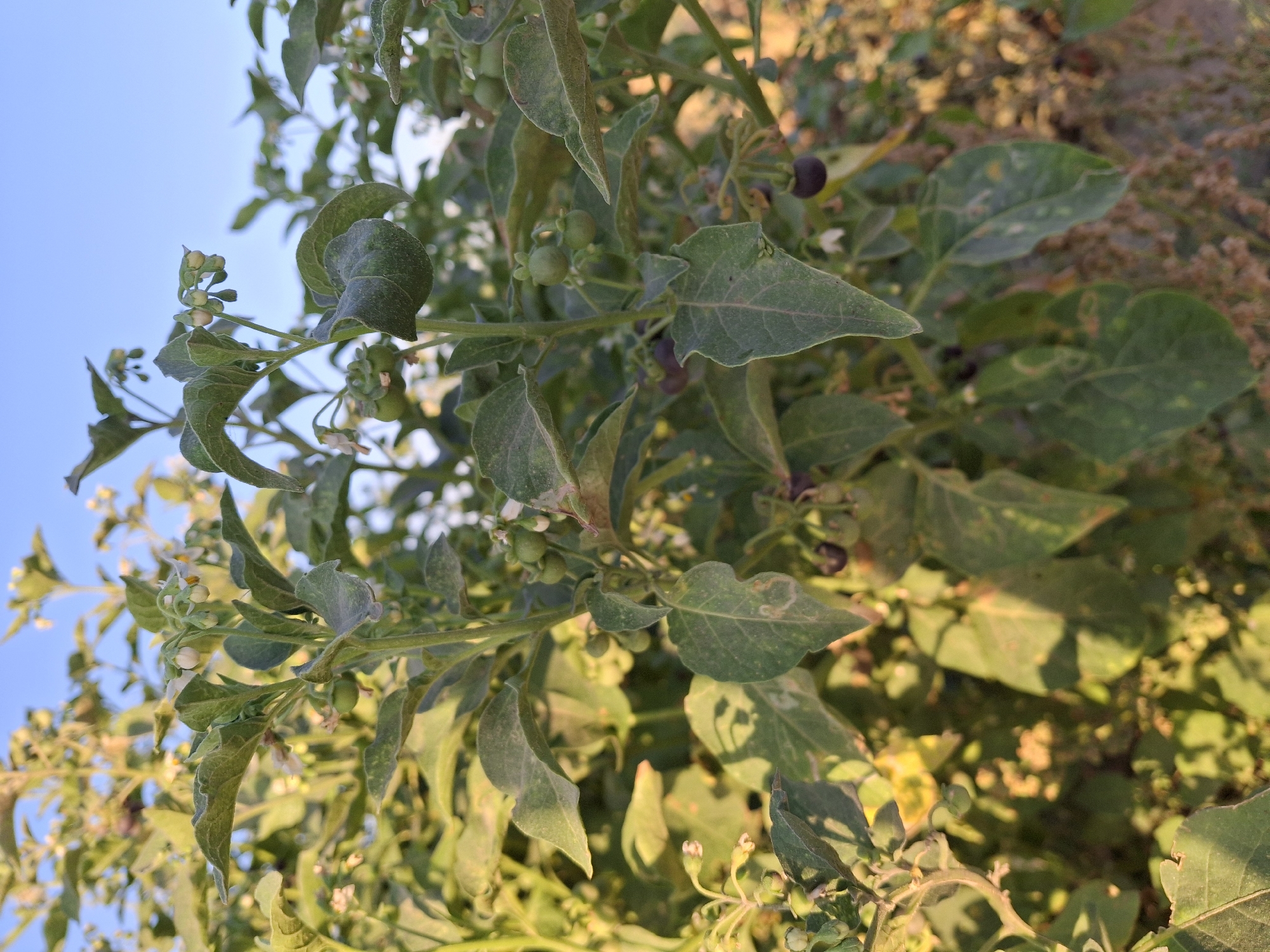 The image depicts a close-up view of a plant with green leaves, small white flowers, and developing green berries, as well as some dark purple berries. The plant appears to be growing outdoors, with a clear blue sky visible in the background and a blurry, sunlit environment suggesting natural light conditions. The focus is on the plant's vegetation and developing fruits. The location is stated to be in the city of Utmayli, Uzbekistan.