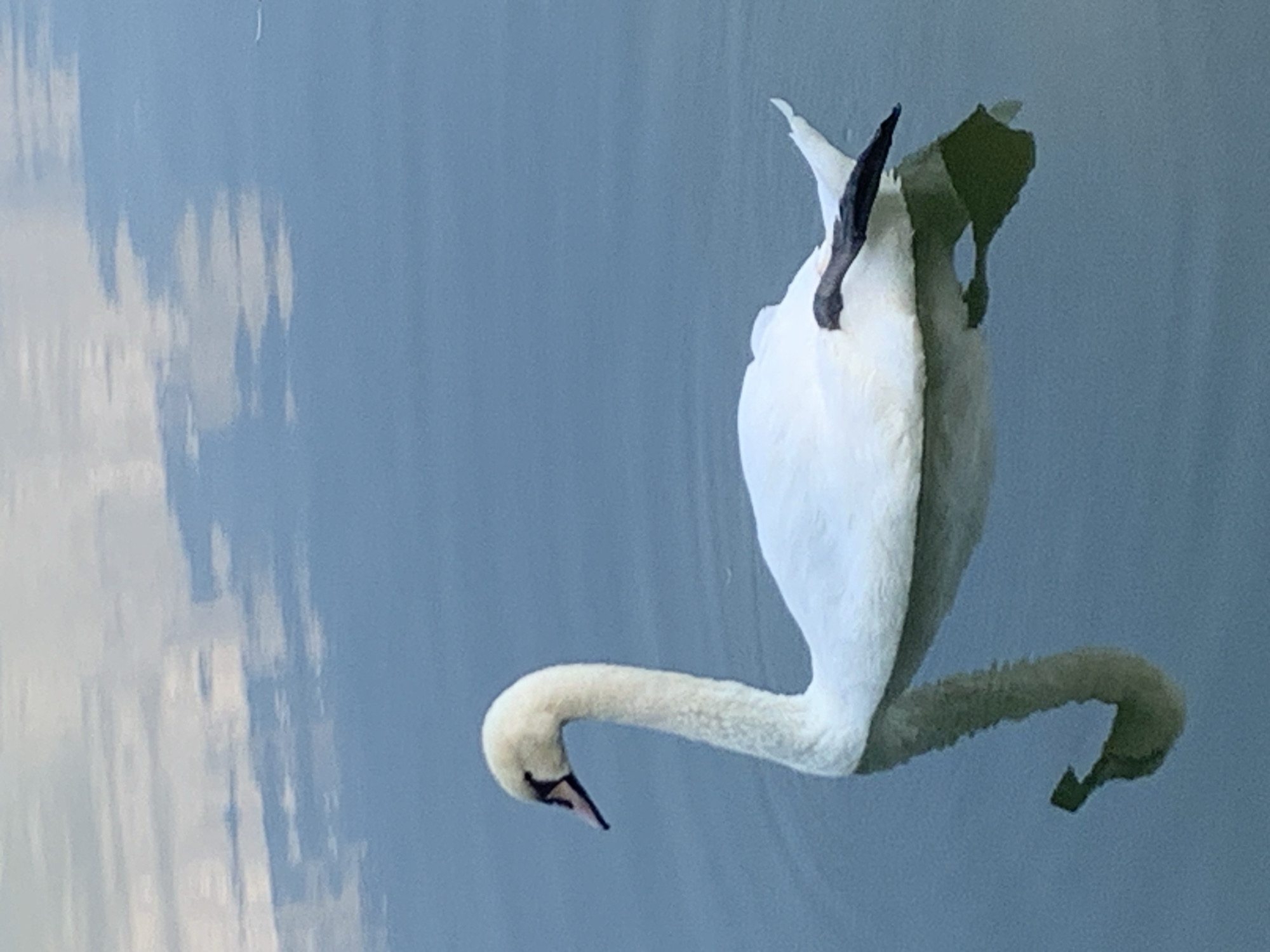 A white swan swims in calm, blue water, reflecting a cloudy sky. The swan is mostly submerged, with its long neck arched gracefully. A dark object, possibly a floating leaf or piece of debris, rests on its back. The water is clear, showing the swan's reflection below. The scene appears tranquil, with no other living creatures or man-made objects visible. The image does not provide any specific geographical markers that would indicate its location within the city of Kolomyia, Ukraine.