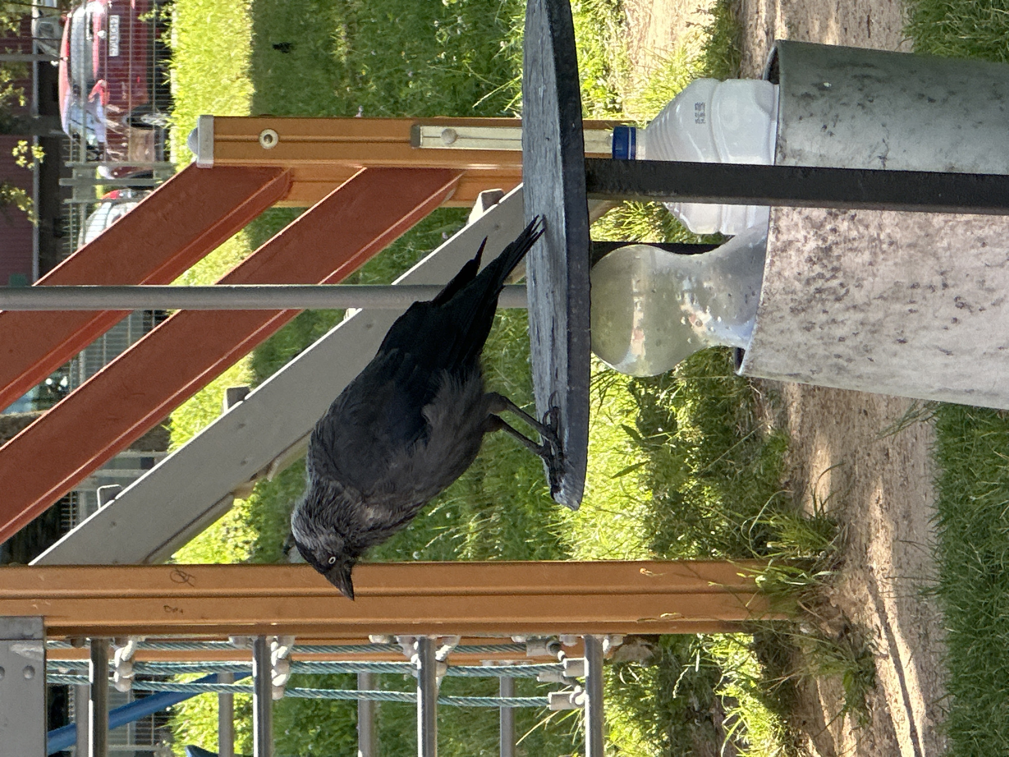 A jackdaw stands on a round, dark metal table on a playground. The bird is dark gray with a lighter gray head and white eyes. The table is supported by a metal pole, and a trash can containing two plastic bottles is partially visible beneath the table. In the background, a playground structure with orange and gray beams is visible, along with a chain-link fence and trees. Beyond the fence, two cars are parked, one of which is red. The ground is covered in grass and dirt. The scene appears to be in a park or residential area in Minsk, Belarus, given the style of the playground equipment and the cars.
