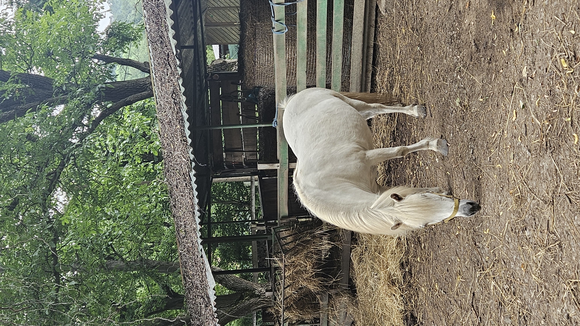 A white pony grazes in a muddy enclosure in the city of Prešov, Slovakia. The pony, wearing a yellow halter, lowers its head to the ground, surrounded by scattered hay and dried leaves. Behind the pony, a rustic shelter with a corrugated metal roof provides shade, with stacks of hay bales visible within. A green wooden fence separates the enclosure from the background, which features lush green trees. The scene appears to be a rural or semi-rural setting within the urban environment of Prešov.