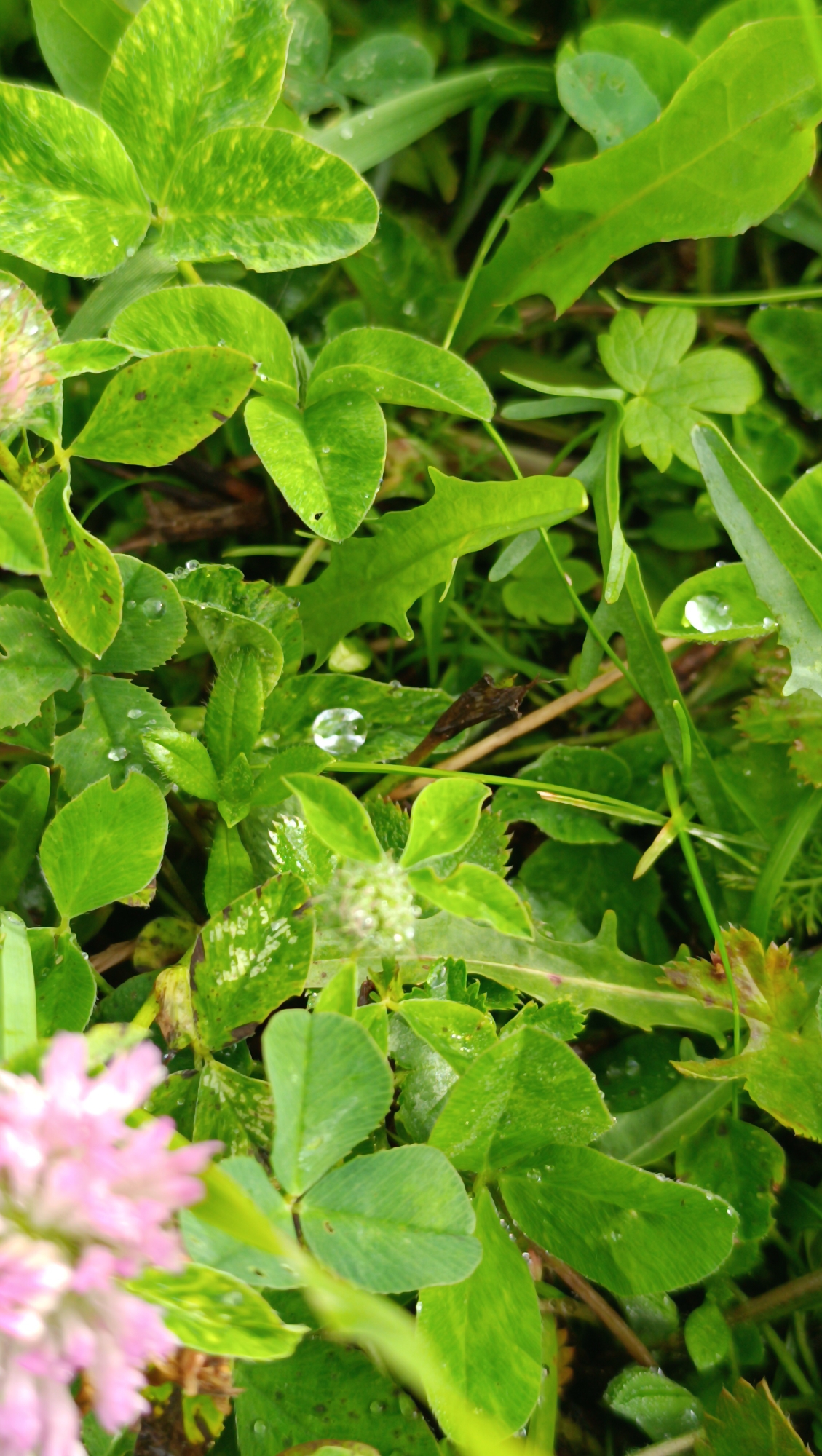 A close-up, overhead shot captures a patch of lush green foliage, likely a park or garden, with delicate water droplets clinging to the leaves. The background is a blur of green, suggesting a natural outdoor setting. There are no people or animals visible in the image, nor any signs of human activity. The scene is static and serene, emphasizing the intricate beauty of the plant life after a rainfall. The location is not specified in the image.