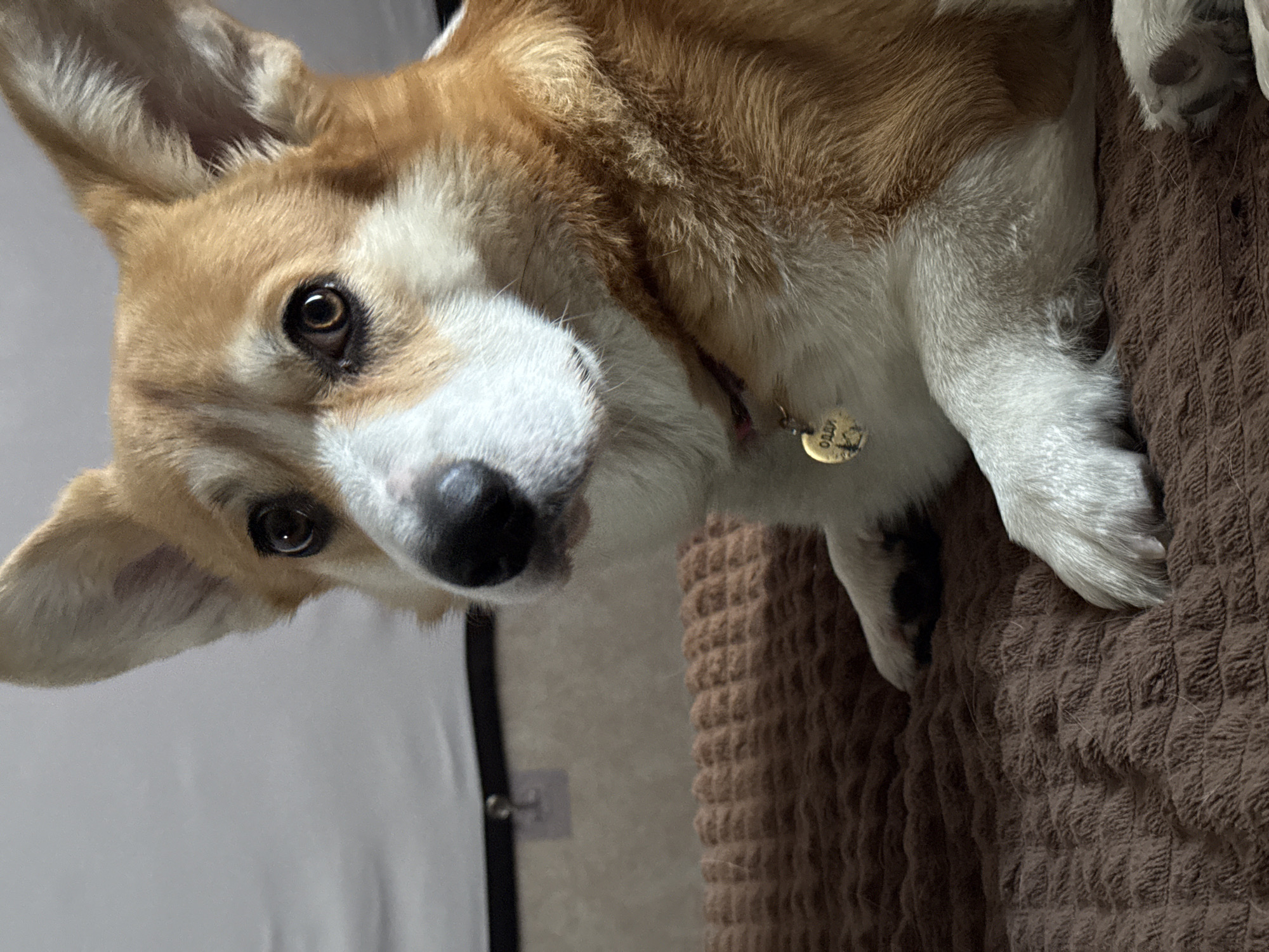 The image is an angled, sideways-oriented close-up of a Corgi dog, captured indoors. The dog has distinctive light brown and white fur, with white markings on its face, chest, and paws. Its dark, inquisitive eyes are directed at the viewer, while its pointed ears are upright. A small, circular, gold-colored dog tag, engraved with the name "ODIN", hangs from its collar. The dog is resting on a brown, waffle-weave textured blanket or bedding, which occupies the right and bottom portions of the frame. In the background, a light-colored wall is visible on the left, with a dark vertical line hinting at a door frame or furniture. The indoor setting, likely a home in Borzya, Russia (as per context, though not visually evident), is softly lit. The dog's expression appears calm and curious.