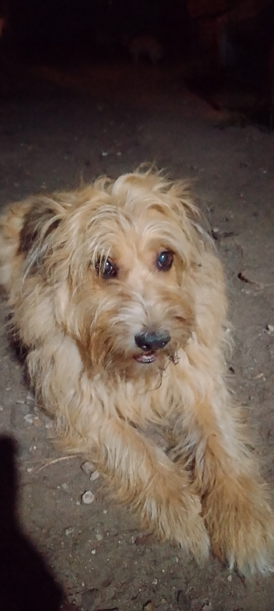 A medium-sized, scruffy, light brown dog with shaggy fur is lying down on a dirt ground, with its head slightly tilted. The dog's eyes are dark brown and it has a black nose. Its mouth is slightly open, revealing some teeth. The background is dark and blurry, with some faint shapes that could be other animals or structures, but they are not clearly discernible. The lighting suggests it might be nighttime or a dimly lit indoor space. The ground appears to be composed of soil and small pebbles. There is no specific information to suggest the location is in the city of Belgorod, Russia.