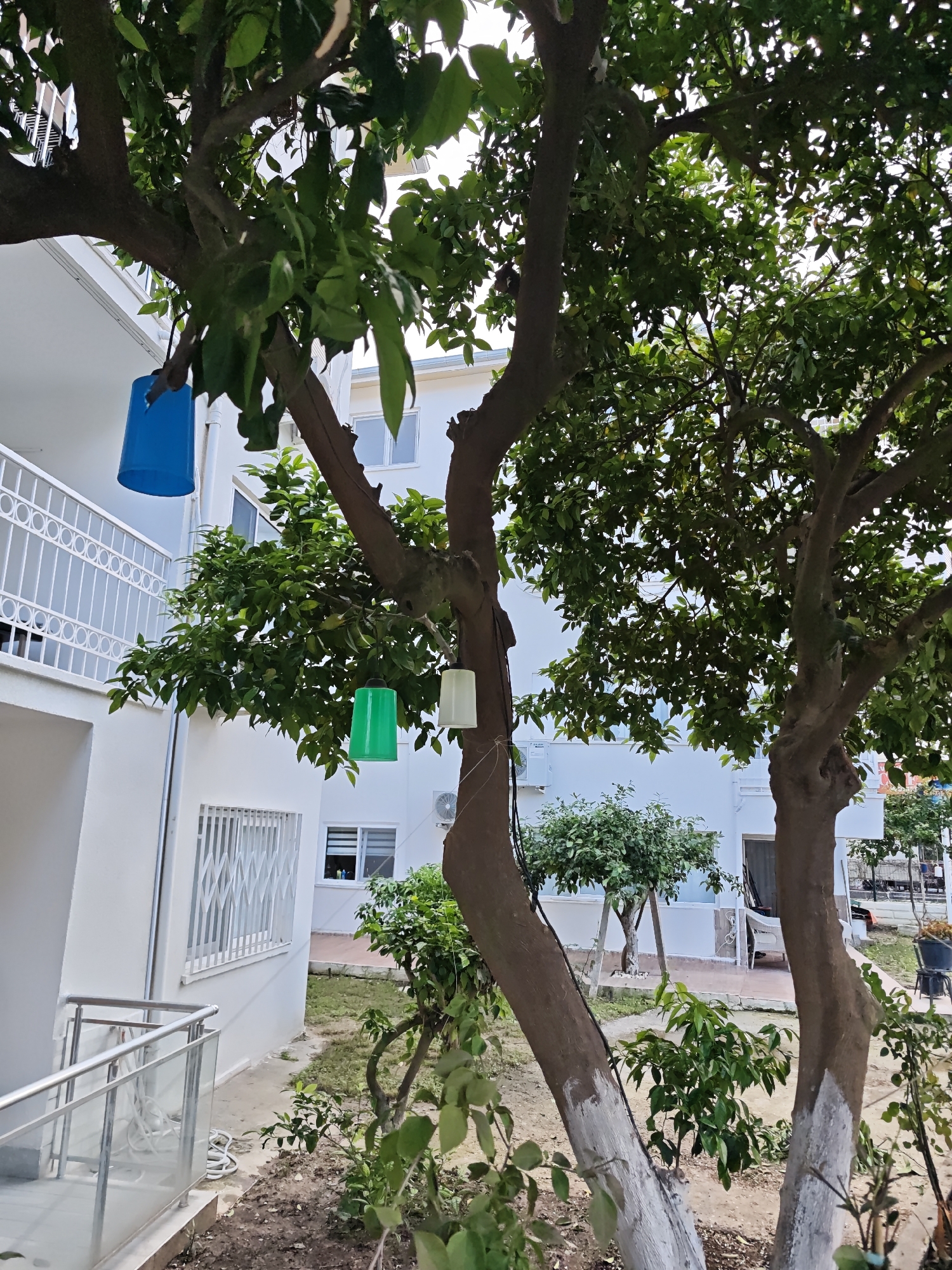 The image depicts a residential scene in Kemer, Turkey. In the foreground are two trees with partially whitewashed trunks, with various colored plastic buckets hanging from the branches. A blue bucket is visible on the left tree, while green and white buckets hang from the central tree. The trees are surrounded by greenery and grass. Behind the trees is a white building with a balcony and decorative railing on the left. The building also features white-framed windows and an air conditioning unit. In the background, a smaller tree and additional buildings can be seen, suggesting a residential area. The setting appears to be a courtyard or garden adjacent to the building.