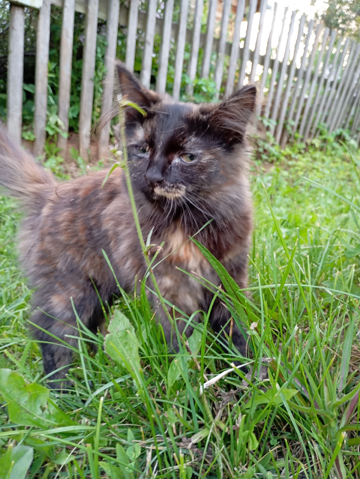 A tortoiseshell kitten stands in tall green grass in front of a wooden picket fence. The kitten has dark fur with patches of brown and orange. Its tail is bushy and held up. The fence is made of weathered gray wooden planks. The background is out of focus, showing more greenery and the fence extending into the distance. The scene appears to be in a backyard or garden area, possibly in the city of Fokino, Russia, given the context provided.