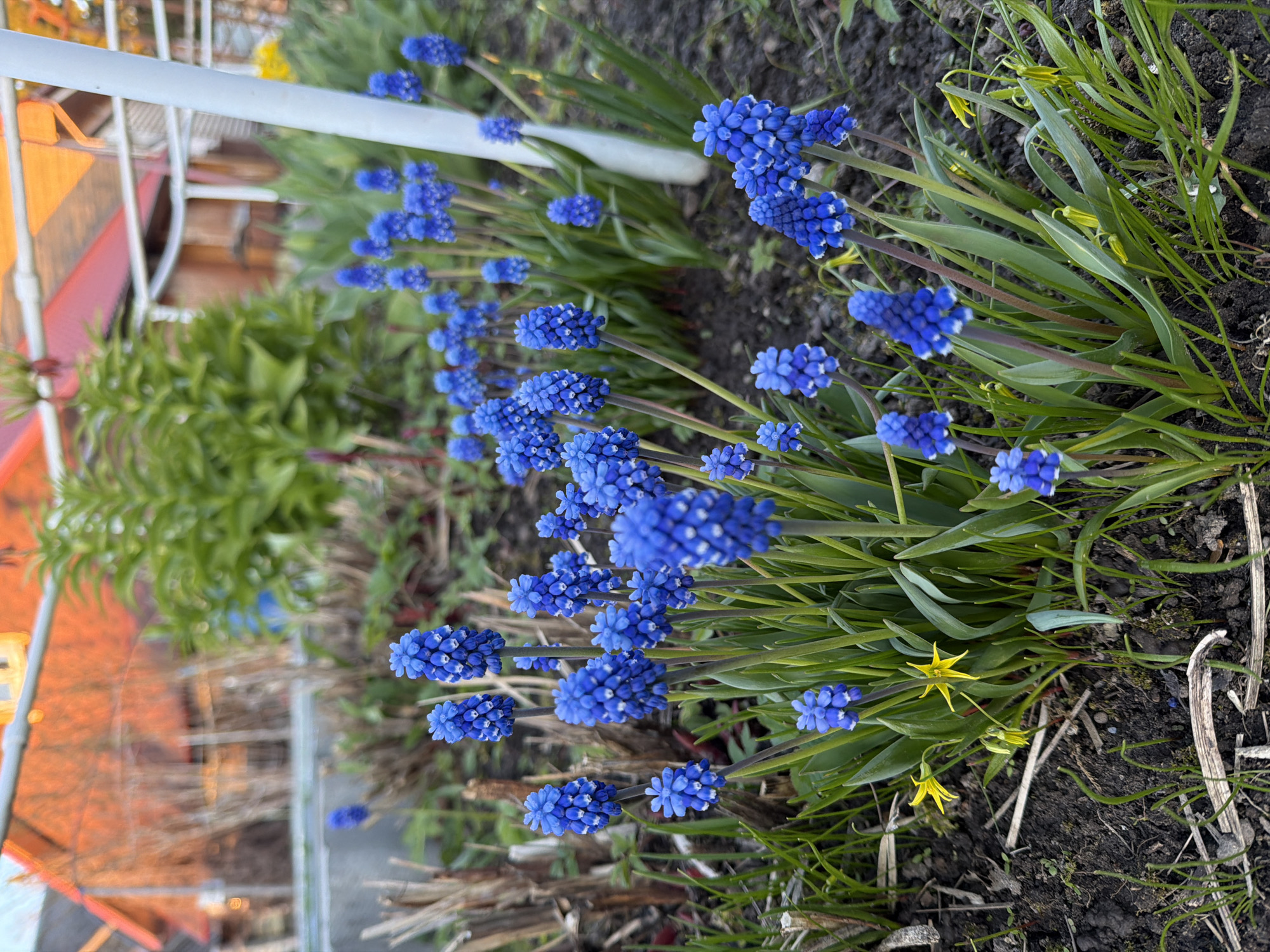 This image captures a vibrant garden scene in Shibanikha, Russia, dominated by numerous clusters of intensely blue, bell-shaped flowers, characteristic of grape hyacinths (Muscari). These flowers are abundant across the foreground and midground, growing on slender green stems amidst lush green foliage. Several smaller, star-shaped yellow flowers also dot the scene, providing a bright contrast to the pervasive blue.
The plants are rooted in dark soil, with some dry organic matter scattered on the ground. In the background, blurred green foliage from other plants or bushes is visible. A white horizontal bar, possibly part of a fence or garden structure, crosses the upper left portion of the image. Further in the background, out-of-focus structures with warm orange and red tones, suggesting rooftops and walls of buildings, indicate a residential or rural setting.
The soft, warm lighting on the distant structures suggests either late afternoon or early evening. The scene depicts a tranquil moment of blooming nature, characteristic of springtime. No specific activity or event is taking place, and there is no visible text within the image.