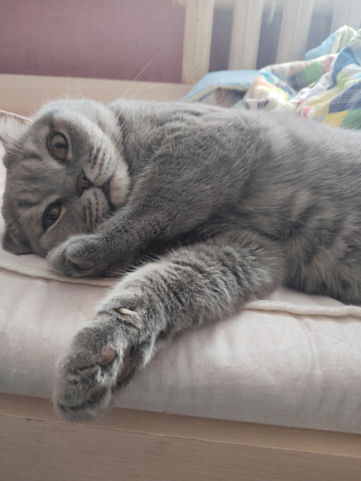 A gray cat is lying on a white blanket on a bed. The cat is facing the camera with its eyes open and its paw extended. In the background, there is a window with a blurry view of the outside and a bed with colorful patterned bedsheets. The location is indoors.