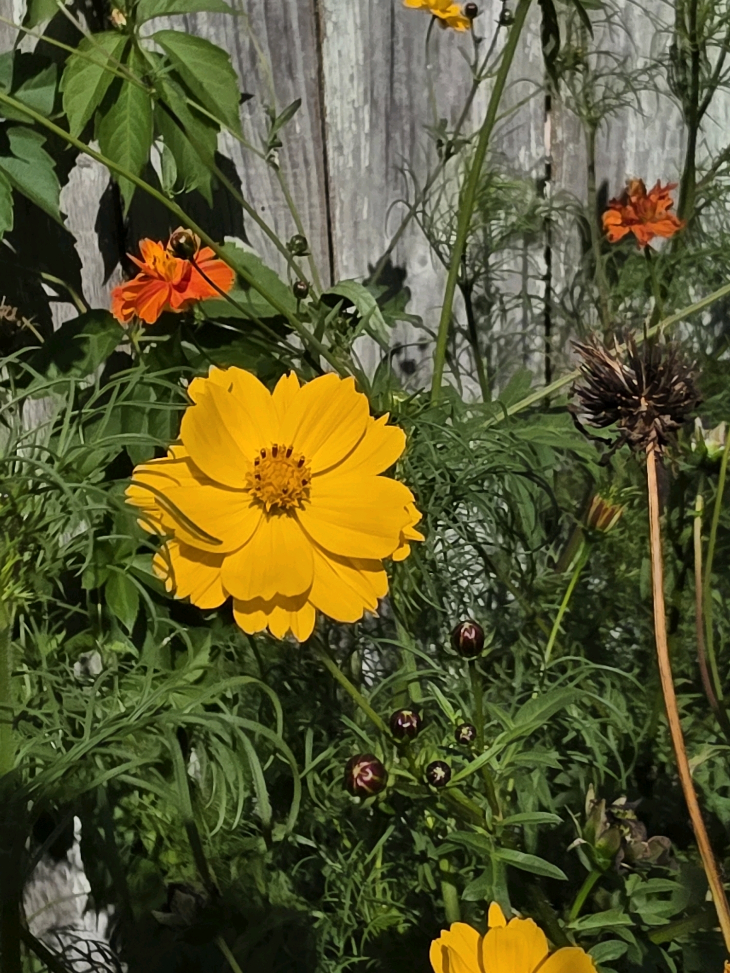 This is a close-up, vertical, outdoor photograph featuring a cluster of flowers in front of a weathered wooden fence. The main subject is a large, vibrant yellow cosmos flower in the foreground, with its petals unfurled and a detailed view of its center. To the left of the yellow flower, a smaller, bright orange cosmos is visible, and further back and to the right, another smaller orange cosmos is present. Several dark red-brown flower buds are scattered amongst the green foliage. The background consists of vertical wooden planks, showing signs of age and wear. The lighting suggests a sunny day, casting shadows from the plants onto the fence. The environment appears to be a garden or natural outdoor setting. There are no people or animals present in the image. The location is identified as Речицы, Russia.