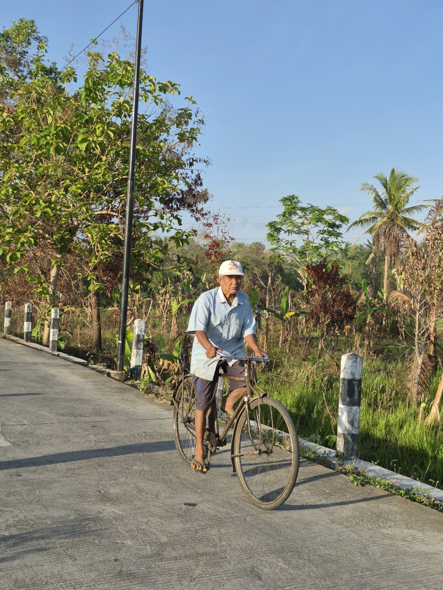 An elderly Asian man is riding a bicycle on a paved road in a rural area, possibly Golok, Indonesia. He is wearing a light blue short-sleeved shirt, dark shorts, a white baseball cap with a red logo, and flip-flops. The man is looking towards the camera. The bicycle is an older model with a dark frame. The road is asphalt with visible tire marks. To the right of the road is a grassy area with various trees and vegetation, including a palm tree in the distance. There are black and white striped posts along the side of the road. The sky is clear and blue, indicating a sunny day. The lighting suggests it is either early morning or late afternoon. The overall scene depicts a peaceful rural setting.