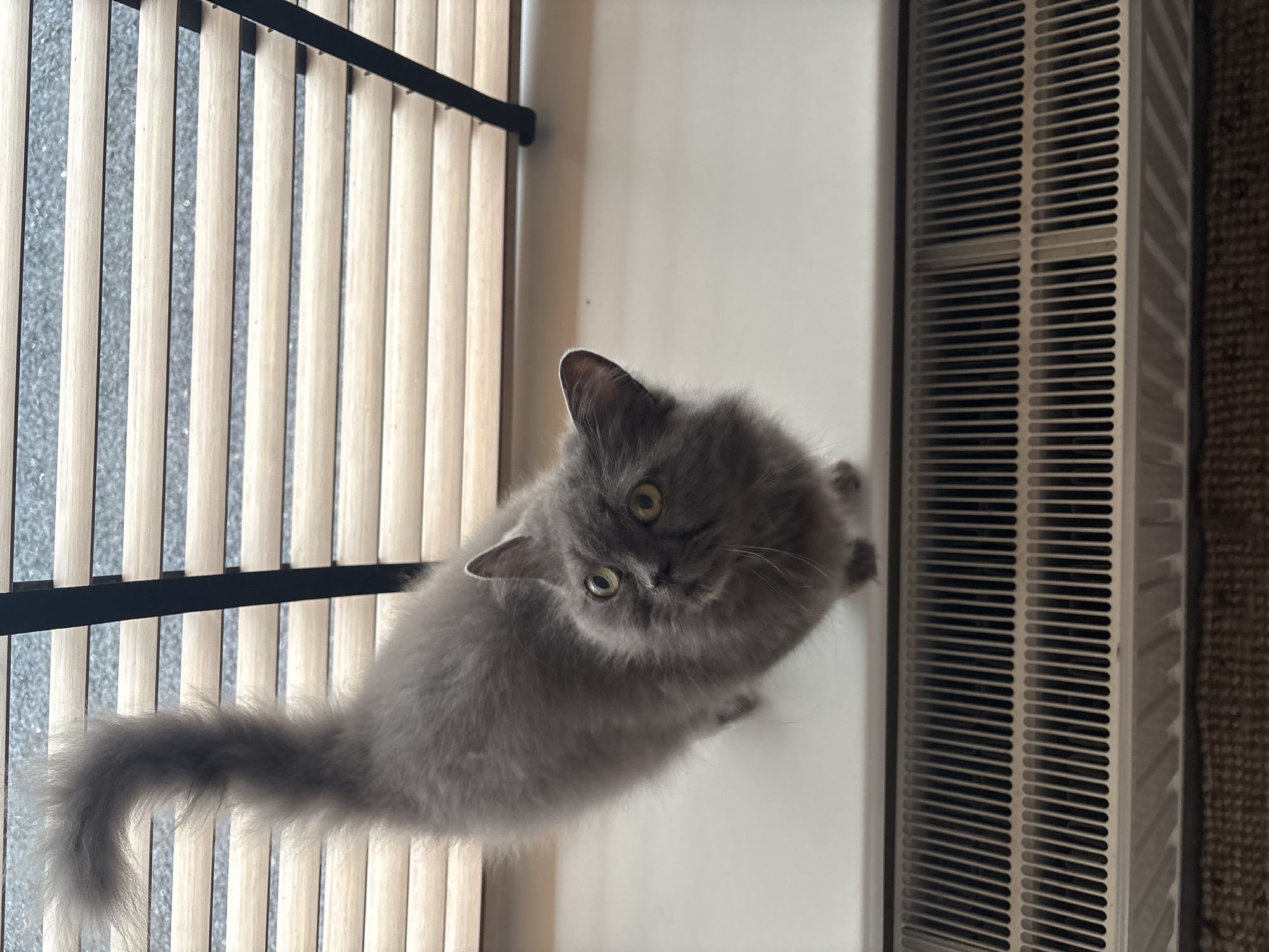 This vertically oriented image showcases a fluffy grey cat with striking yellow-green eyes as its central subject. The cat is looking directly into the camera, its head slightly tilted, conveying a curious and attentive expression. Its long, soft fur is prominent, and its fluffy tail curls gently on the left side of the frame.
The cat is positioned on a clean, light-colored, flat surface that occupies the bottom right portion of the image. To the left of the cat, a slatted structure with light, natural wood-toned vertical elements is visible, likely part of a bed frame or room divider. A dark, granular surface is faintly discernible through the gaps in the slats. On the right side of the image, bordering the white surface, is a white baseboard heater or ventilation grill, characterized by numerous thin horizontal slats. A dark brown, textured carpet or rug is visible along the far right edge, beyond the heater.
The scene is brightly and evenly lit, indicative of an indoor daytime setting. The overall impression is a cozy home environment, situated in Estaimpuis, Belgium. There is no visible text in the image.