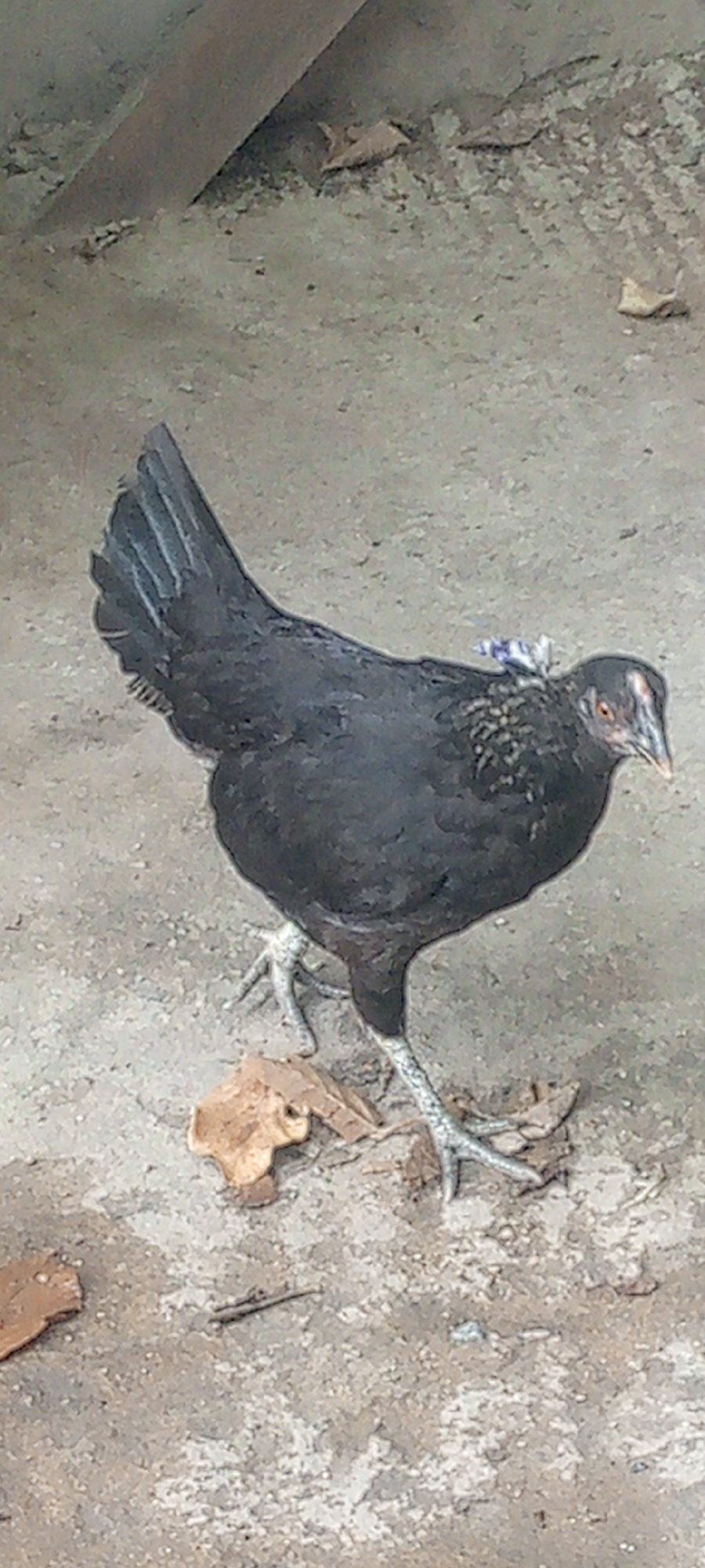 A black chicken stands on a dry, uneven ground surface in Adankolo, Nigeria. The ground appears to be a mix of light-colored dirt or concrete with scattered small debris and dried leaves. The chicken is mostly black, with some lighter brown or greyish feathers visible around its neck and upper back. Its legs are pale grey, slender, and scaled, with prominent toes. A small, blue and white patterned piece of fabric or material is conspicuously tied or resting on the chicken's upper back, near its neck. The chicken has reddish-orange eyes and a dark beak, and is looking towards the right side of the frame, appearing to be observing its surroundings or moving slowly. In the upper left background, a blurred, dark brown object, possibly a wooden plank or beam, is visible. The scene is brightly lit, suggesting it is daytime. There is no discernible text in the image.