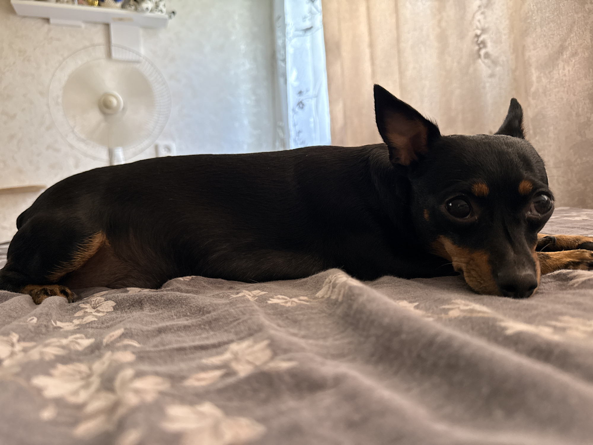 A small black and tan dog is lying on a grey blanket with a floral pattern. The dog is facing to the right, with its head resting on its paws. The background is blurred, but appears to be a room with curtains and a fan. The scene is indoors, in what appears to be a bedroom. There is no information available to determine the location in the city of Mezhdurechensk, Russia.