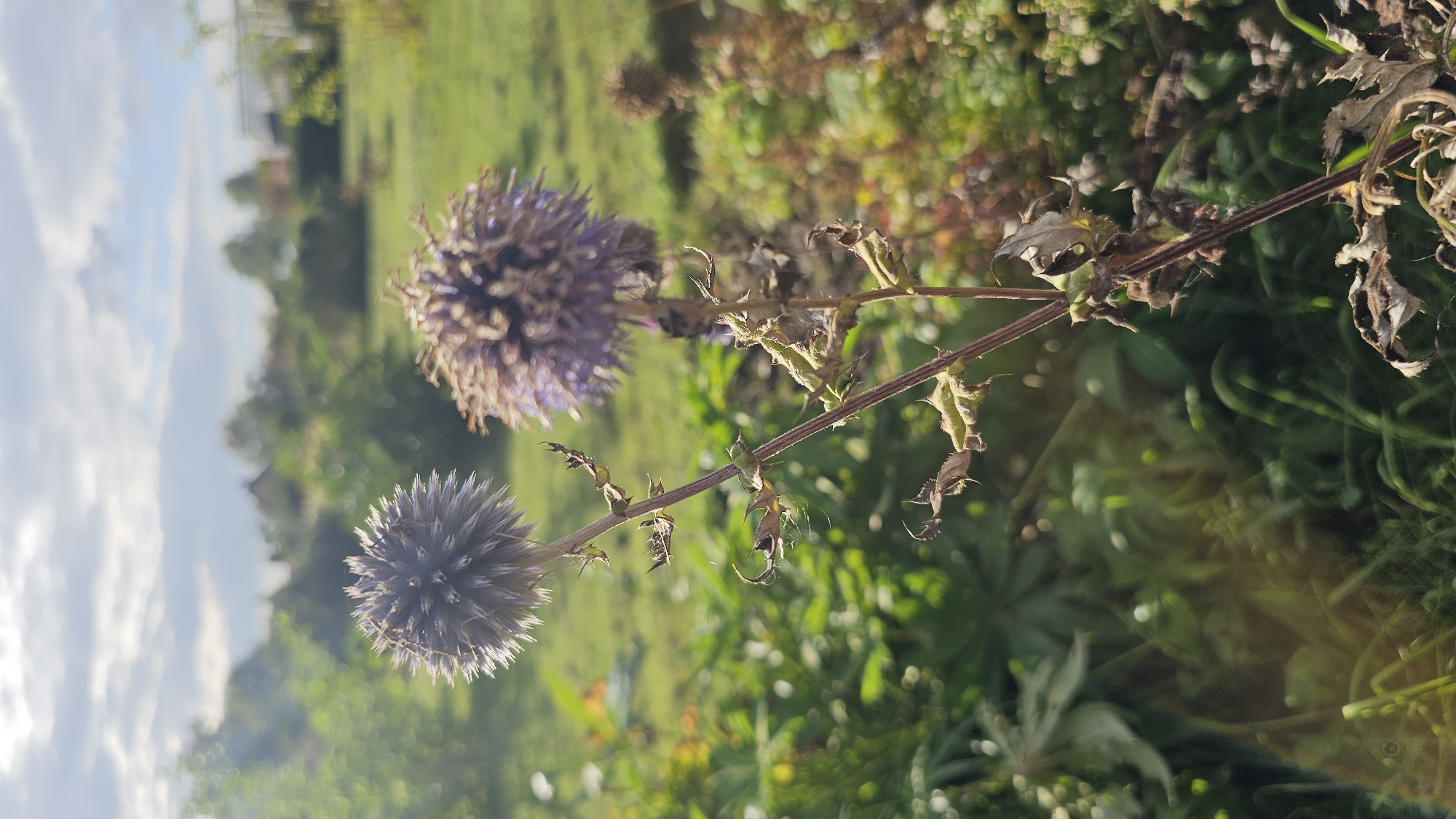 The image depicts a close-up view of two dried, globular flower heads, likely of the Globe Thistle plant, situated in a garden environment. The flowers are purplish-grey and have a spiky texture. One flower is in focus and positioned to the left, while the other is slightly out of focus and to the right. The stems are thin and brown, with visible dried leaves and small, thorny protrusions. The background consists of lush green foliage and grass, with soft bokeh effects, indicating a shallow depth of field. In the distance, blurred elements suggest trees, houses, and possibly a greenhouse, hinting at a suburban or rural setting. The sky above is partly cloudy, with sunlight filtering through, creating a bright and slightly hazy atmosphere. The overall scene conveys a sense of late summer or early autumn in a natural setting. This image does not contain any individuals, actions, or interactions. The location is identified as Flokši, Latvia.
