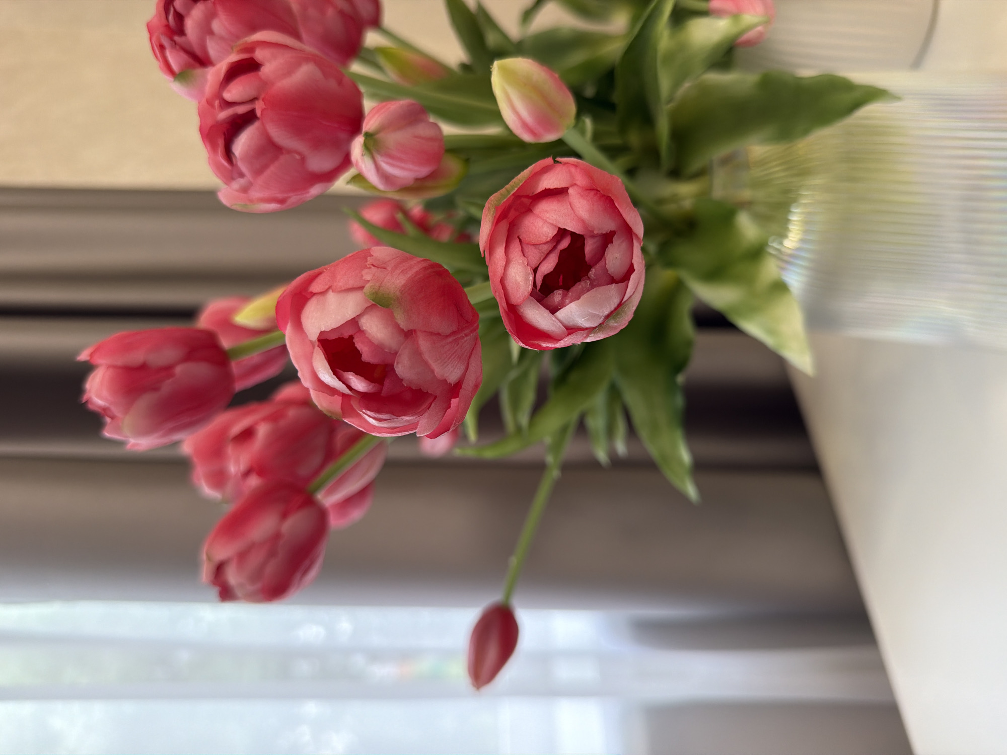 A bouquet of pink double tulips is arranged in a fluted, iridescent vase on a white surface. The tulips are in various stages of bloom, with some fully open and others still budding. The background is softly blurred, showing sheer white curtains and dark grey drapery. The scene is lit by natural light coming from the left, creating a soft glow on the flowers and vase. The image is a close-up shot, focusing on the texture and vibrant color of the tulips.