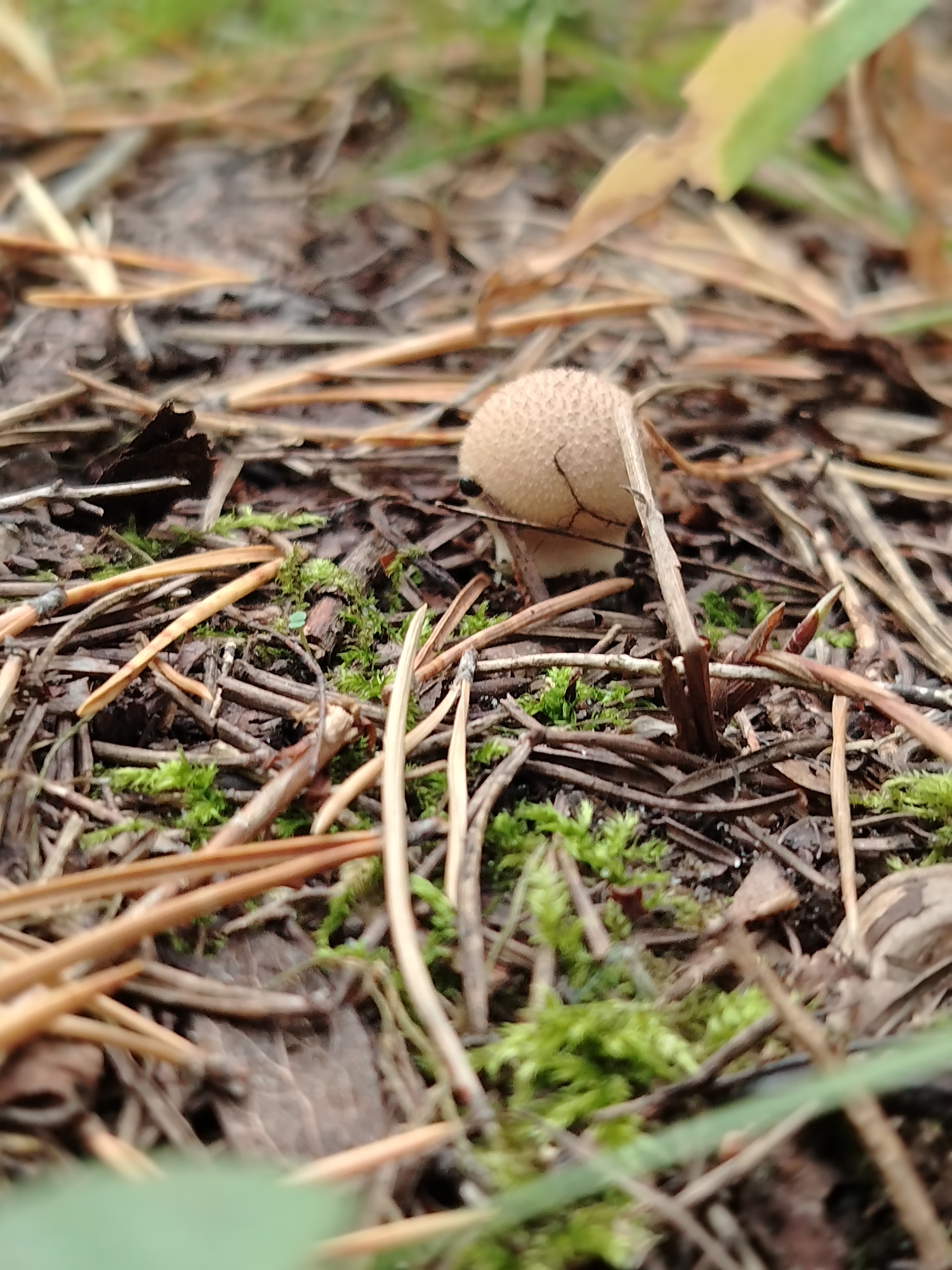 A single, small, round puffball mushroom, light tan in color with a textured surface, is growing on the forest floor amidst a dense covering of dry pine needles, twigs, and patches of vibrant green moss. The background is blurred, showing more of the same forest floor and some out-of-focus green foliage. The scene appears to be a natural outdoor environment, likely a forest or wooded area, and there is no indication of it being in the city of Muravlenko, Russia. No people, actions, or interactions are depicted in the image.