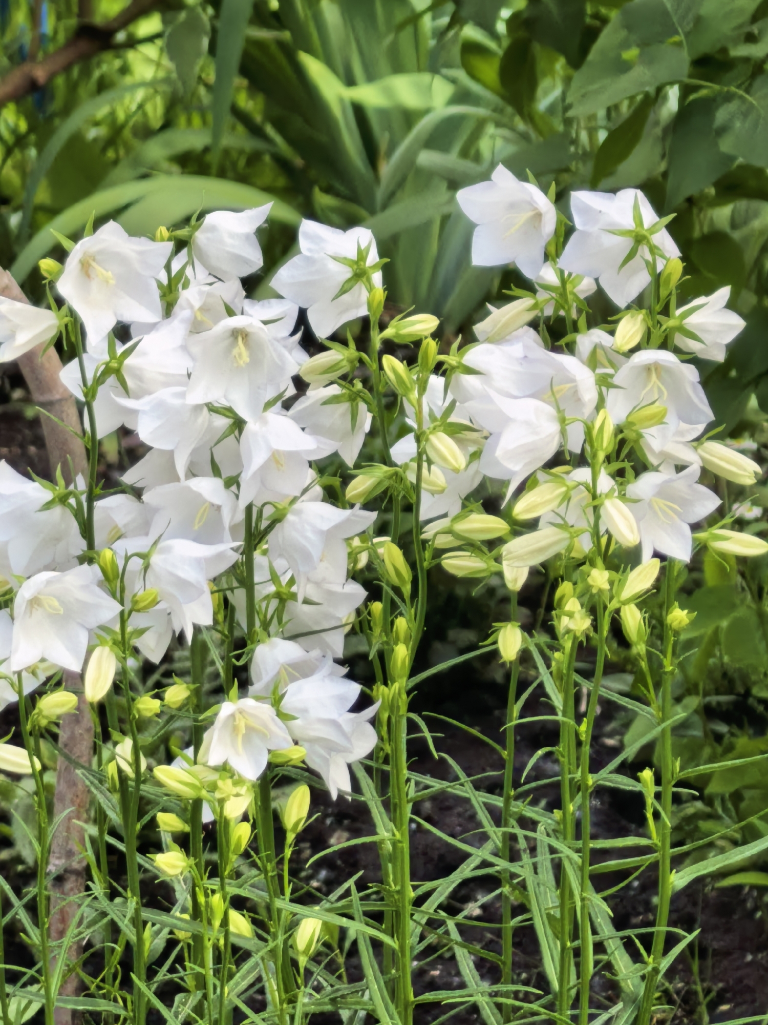 The image displays a dense arrangement of white bell-shaped flowers, identified as Campanula (bellflower), and numerous light green flower buds. The flowers, prominent in the foreground and midground, feature white petals and visible yellow stamens, with many in full bloom. Slender green stems and elongated green leaves support the flowers and buds. A dark brown, likely wooden, support stake or branch is partially visible on the left side. The background is softly blurred, revealing various shades of green foliage from other plants and dark, visible soil at the base of the flowering plants. The scene is illuminated by natural light. No human subjects are present. This botanical scene is situated in Sterlitamak, Russia.