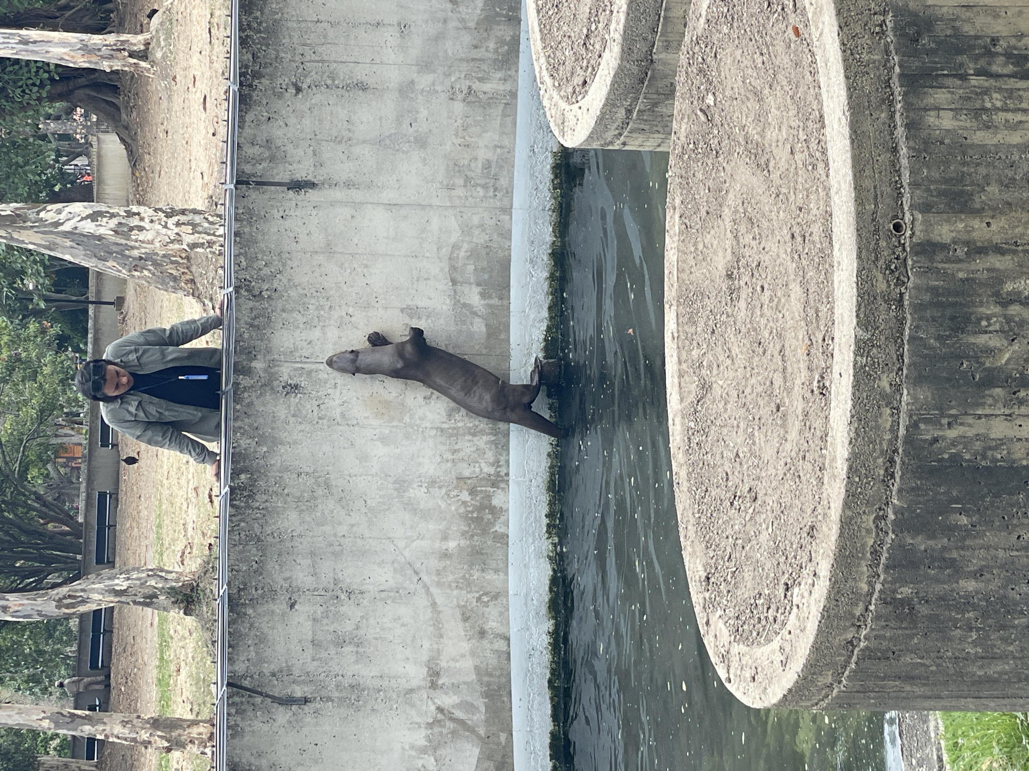 The image depicts an outdoor enclosure at the Parque Zoológico El Pinar in Caracas, Venezuela. A man, positioned centrally at the top of the frame, leans over a tall, light-grey concrete wall, observing the enclosure below. He is wearing a light olive-green jacket over a dark shirt, with dark sunglasses resting on his head and a blue object attached to a black lanyard around his neck. Below the man, a dark-furred giant otter (Pteronura brasiliensis) stands vertically against the inner surface of the concrete wall, its front paws resting on the wall and its lower body submerged in the dark, rippling water of the enclosure. A visible line of algae marks the water's edge along the wall. In the immediate foreground, two large, circular concrete structures, appearing to be planters, are partially filled with earth. Behind the man, a dry grassy area extends into the background, featuring several tall trees with light-colored bark, multiple dark park benches, and a dirt path. A distant figure in light clothing is visible on the far left, and a dark bird stands on the grass to the right of the central trees.