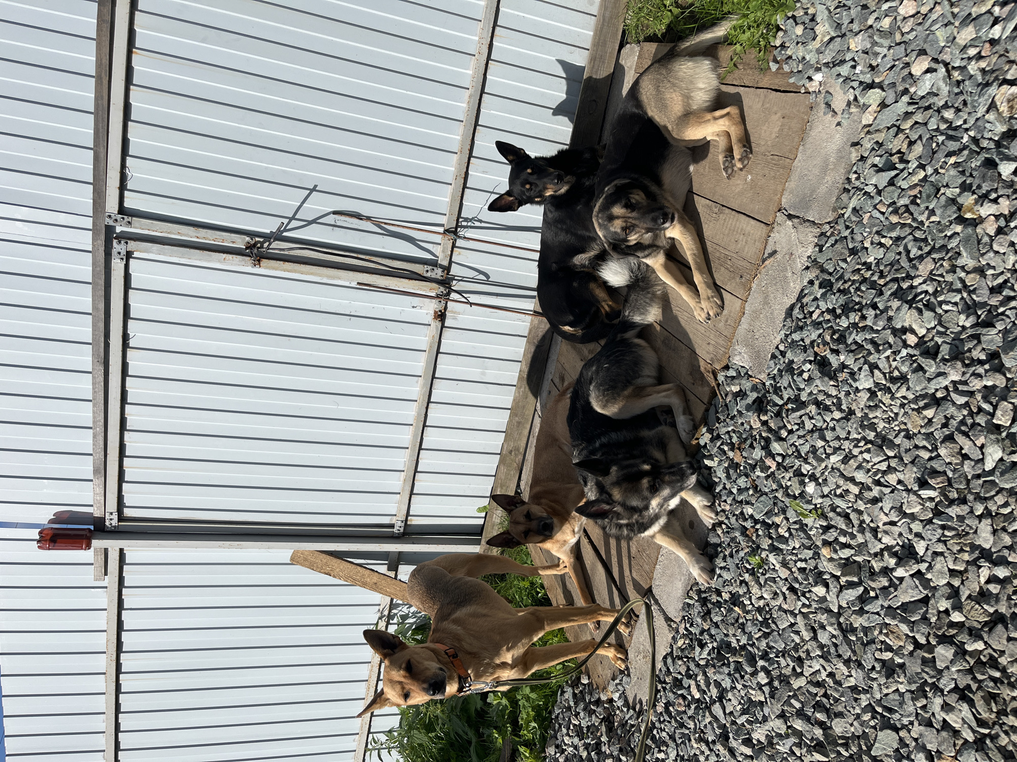 This is a full-shot, eye-level, outdoor photograph of five dogs in what appears to be a dog enclosure or shelter. The background is dominated by a light gray corrugated metal fence, typical of industrial or utility areas, which casts a striped shadow. To the left of the fence, there is green vegetation. In the foreground, the ground is covered with grey gravel.
The dogs are positioned on a wooden platform. From left to right:
1. A tan-colored dog stands alert, facing the camera. It is wearing an orange collar and is leashed.
2. A tan-colored dog lies down, looking towards the camera.
3. A medium-sized dog with gray and black fur lies down, its head resting on the platform, facing left.
4. A black dog with some tan markings lies down, looking directly at the camera.
5. A tan and black dog lies down, facing the camera with its head slightly turned to the right.
The overall lighting suggests it is daytime with bright sunlight, creating distinct shadows. The scene depicts a functional outdoor space for animals. There is no indication of the city of Nizhny Tagil, Russia, in the image itself.