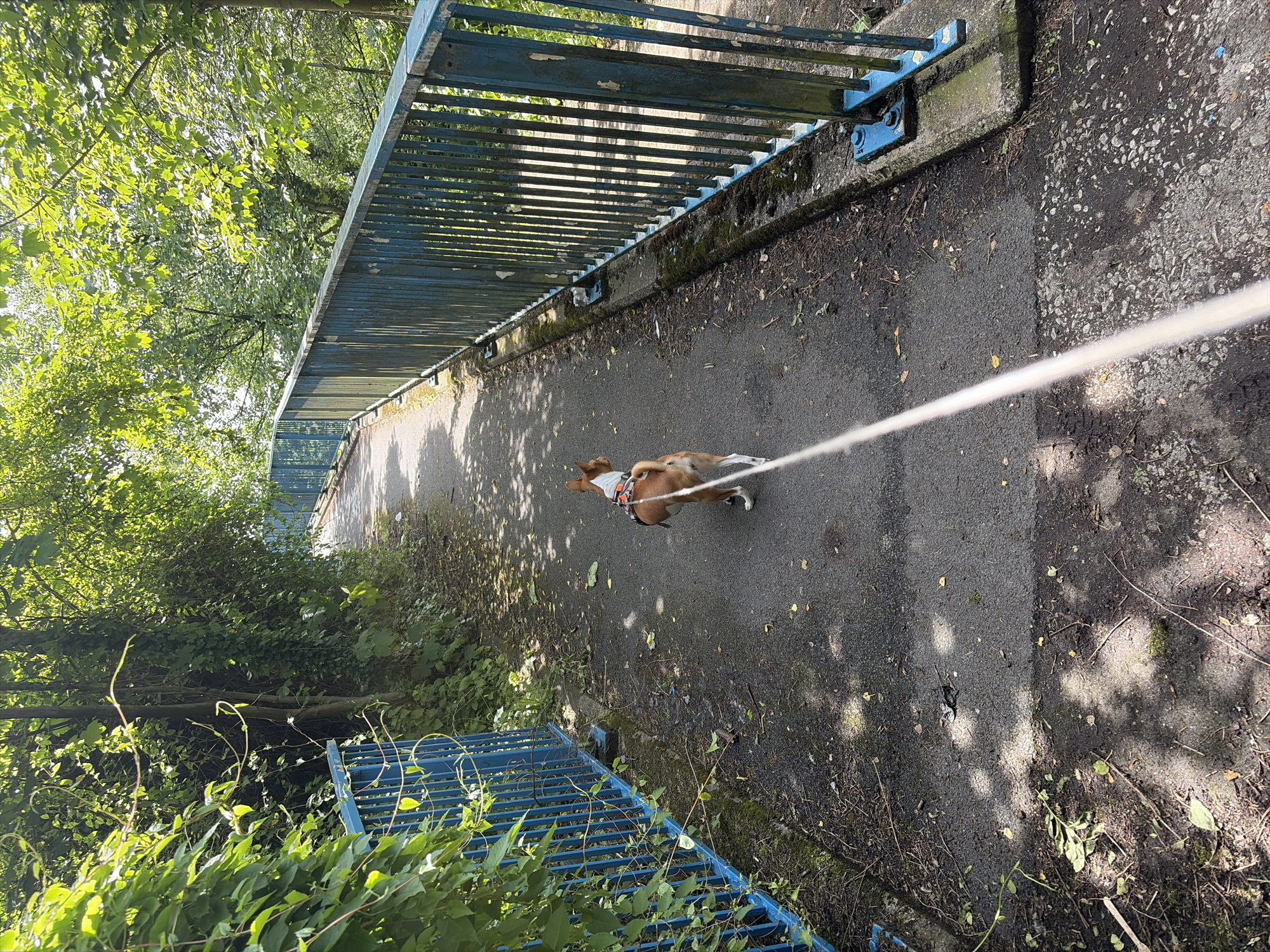 A dog on a leash walks across a bridge. The bridge is edged with blue railings. Green trees and foliage surround the bridge. The bridge surface is asphalt. The location is in the city of Salford, United Kingdom.