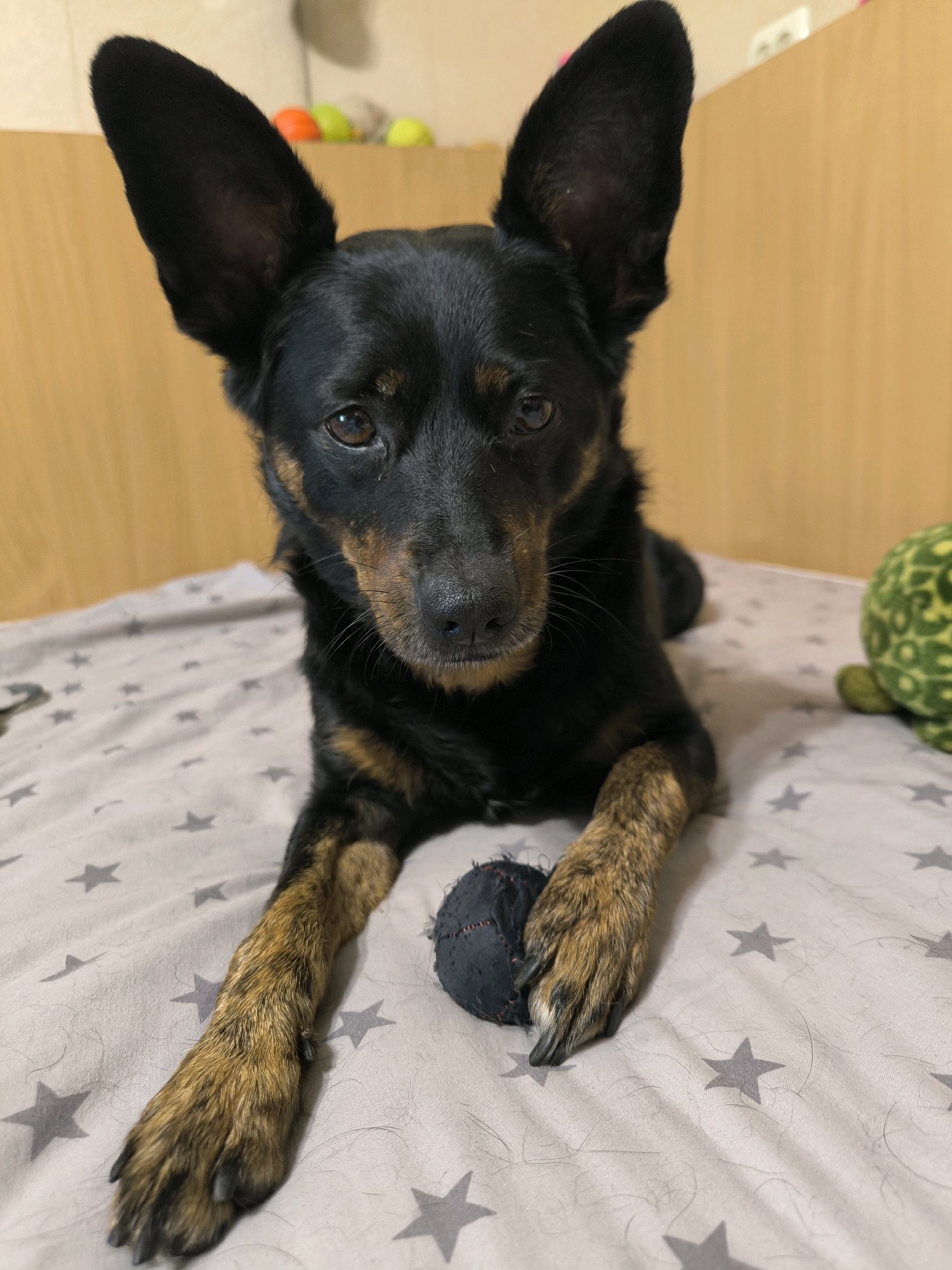 A black and tan dog with large, erect ears is lying on a bedspread patterned with grey stars. The dog is looking directly at the camera. It has a black nose, brown eyes, and tan markings on its face and legs. A small black ball is resting near the dog's front paws. In the background, a blurred green stuffed toy resembling a turtle is visible on the right side of the frame, along with some colorful balls on a shelf. The wall behind the dog appears to be made of wood-grain paneling. The scene is indoors, suggesting it is a domestic setting.