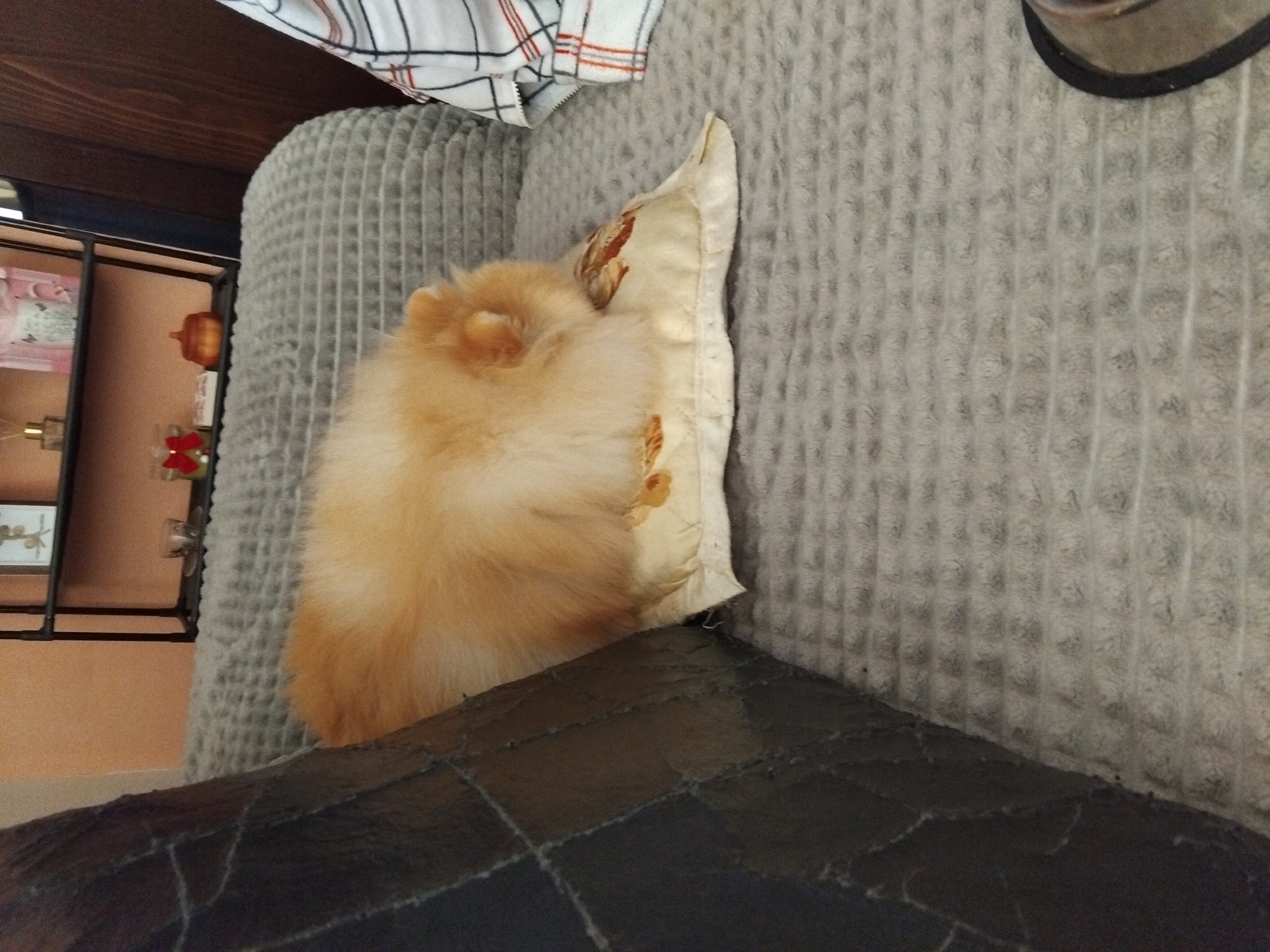 A light-orange Pomeranian dog rests on a cream-colored pillow with an embroidered design. The pillow is placed on a light-gray textured couch. A dark-brown faux-leather surface is visible in the foreground. A black metal shelving unit with various items is visible in the background. The location is Apriltsi, Bulgaria.